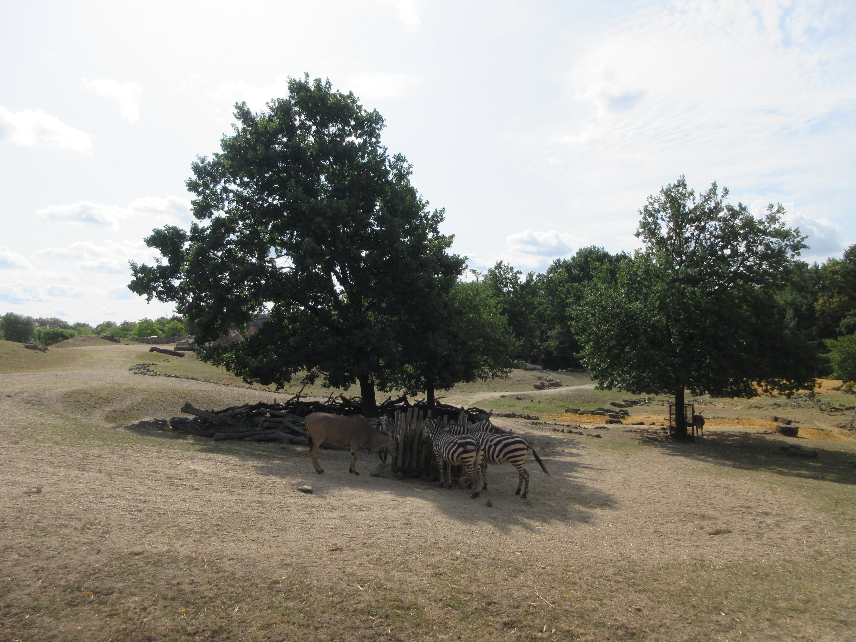 Multi-Acre African Savanna