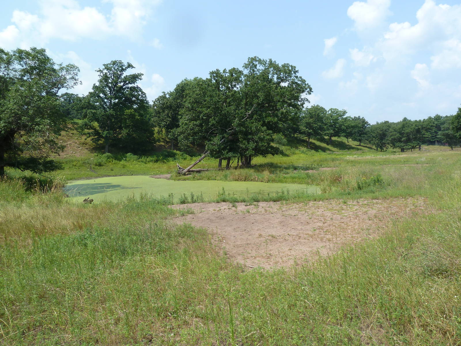 Multi-Acre American Bison Exhibit