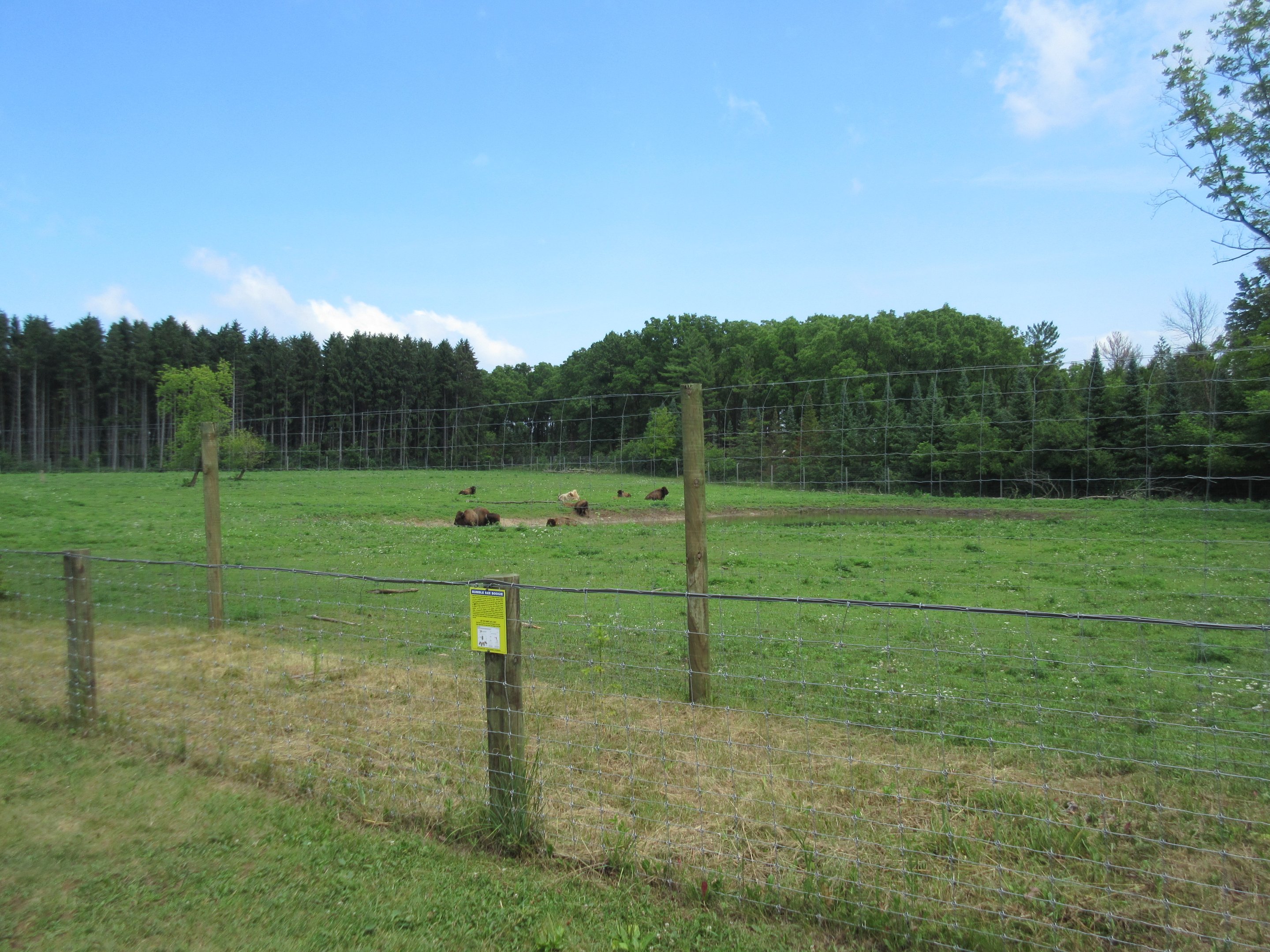 Multi-acre American Bison Exhibit
