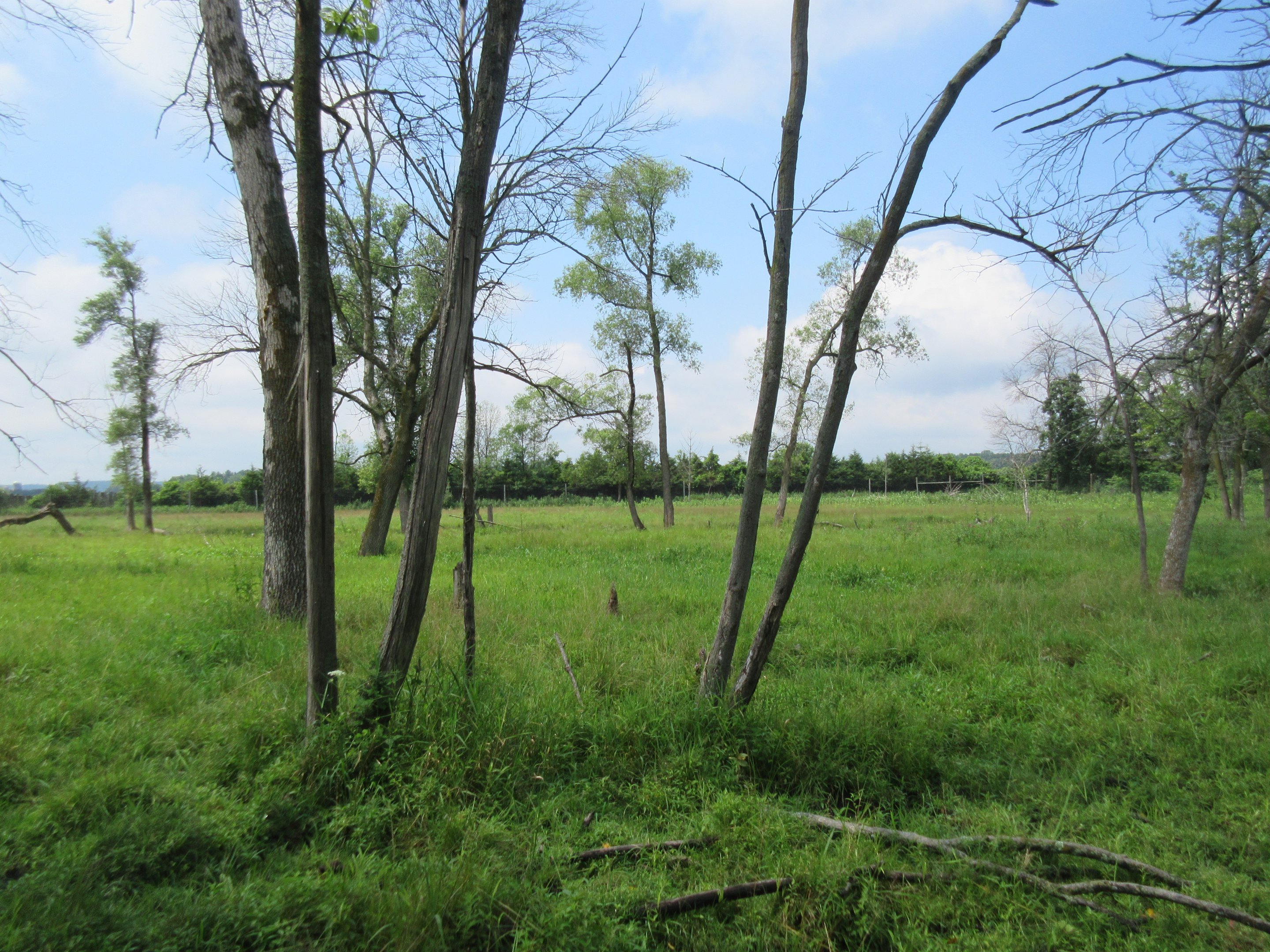 Multi-acre American Elk Exhibit