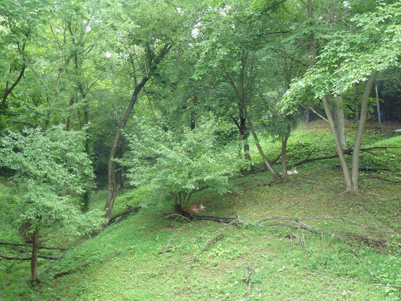 Multi-Acre Cougar Exhibit - see the 2 cats?