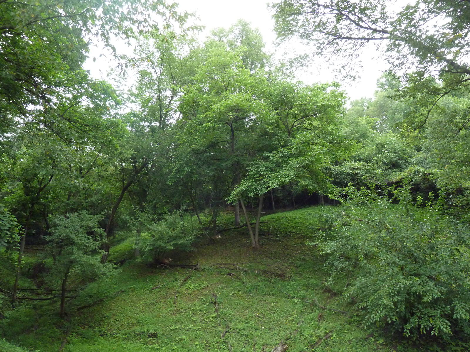 Multi-Acre Cougar Exhibit - see the 2 cats?