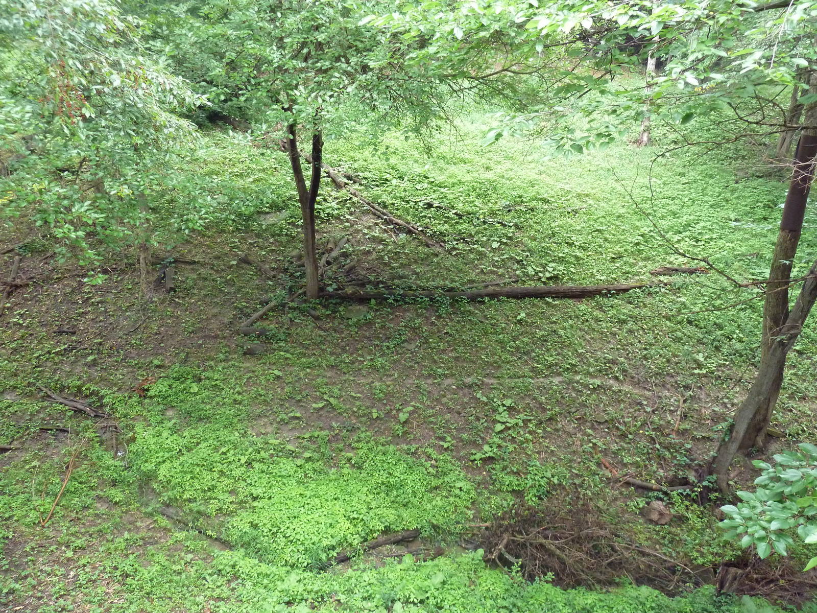 Multi-Acre Cougar Exhibit
