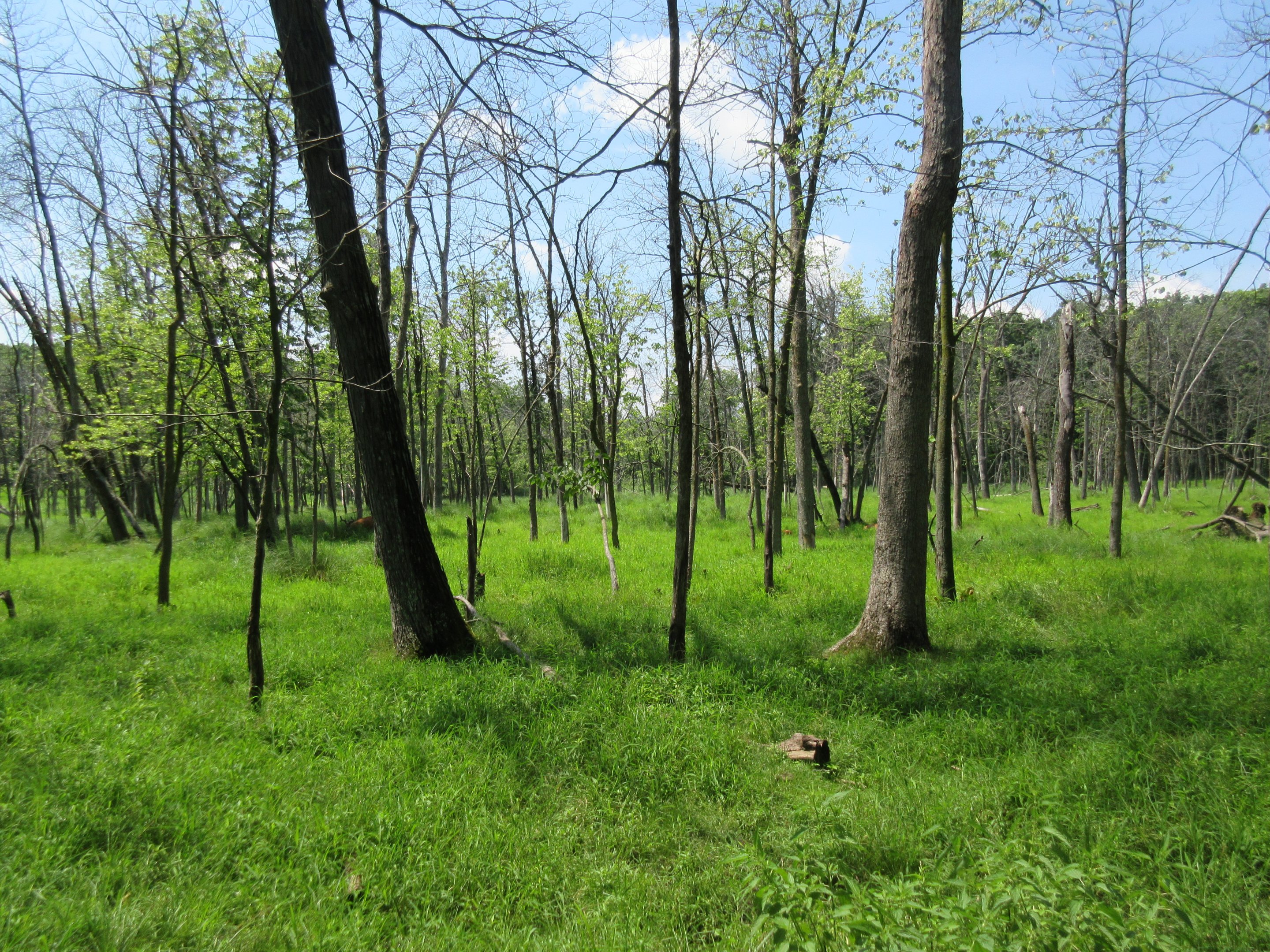 Multi-acre European Red Deer Exhibit