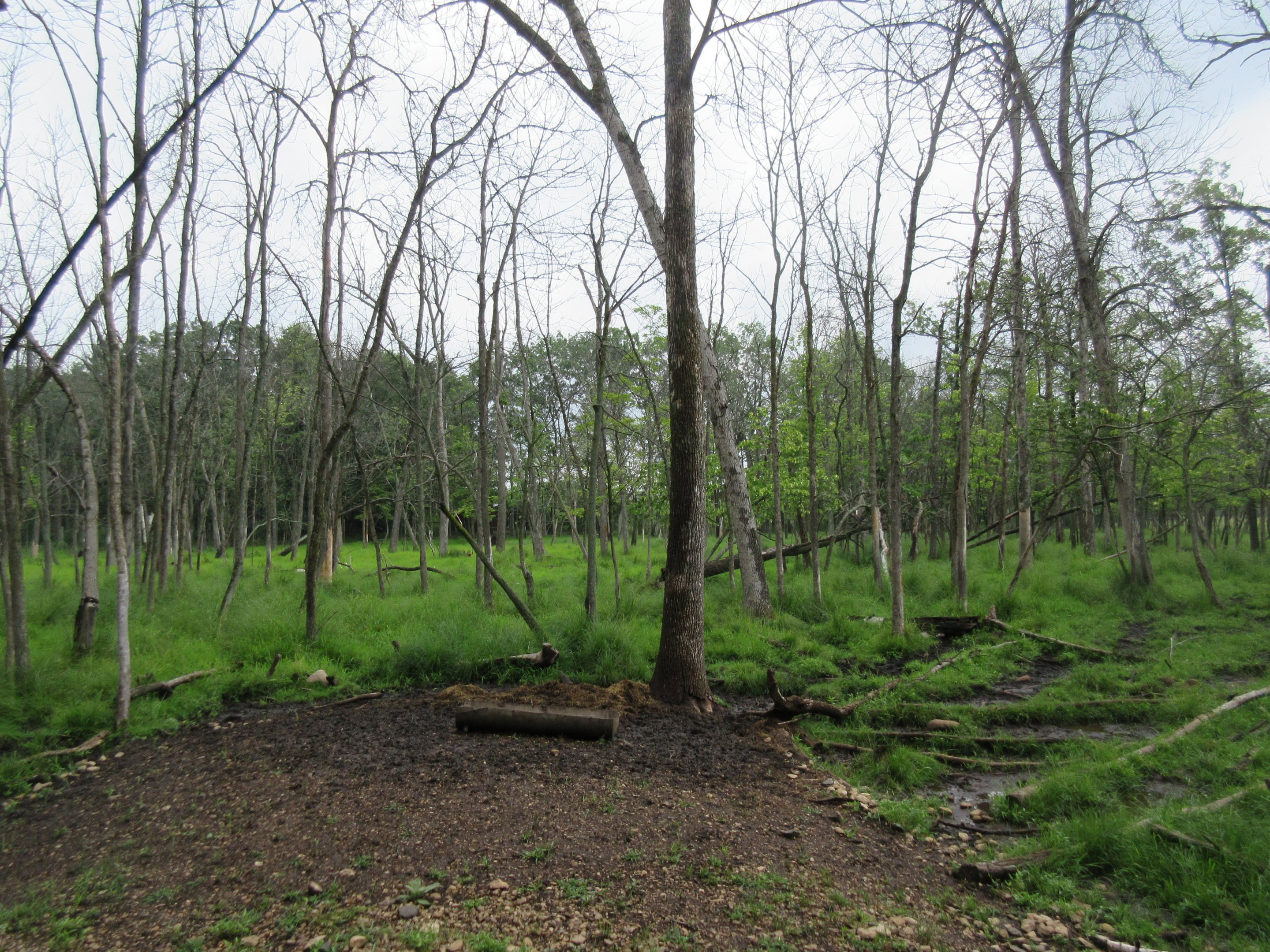 Multi-acre European Red Deer/White-tailed Deer Exhibit