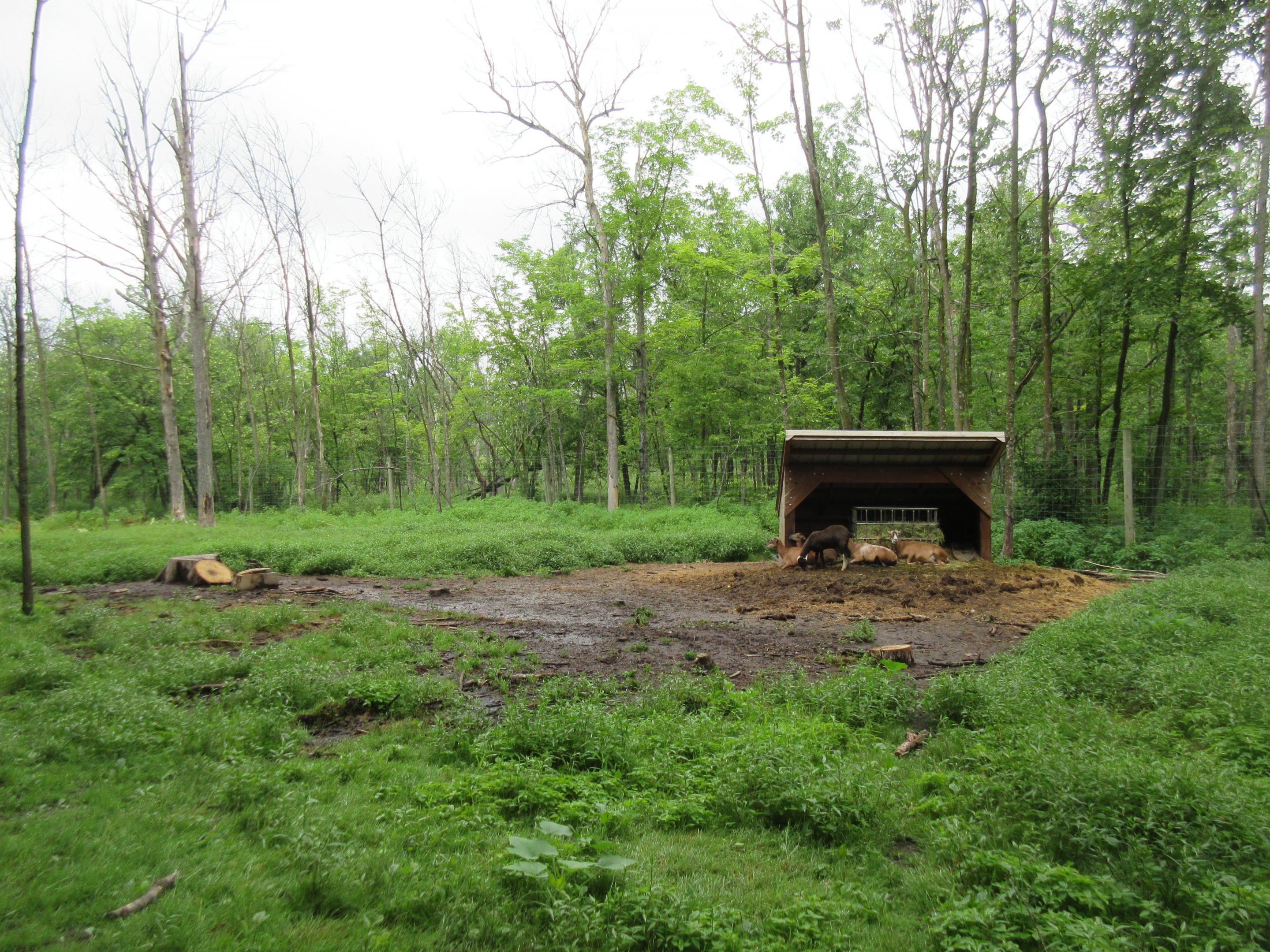 Multi-acre European Red Deer/White-tailed Deer Exhibit