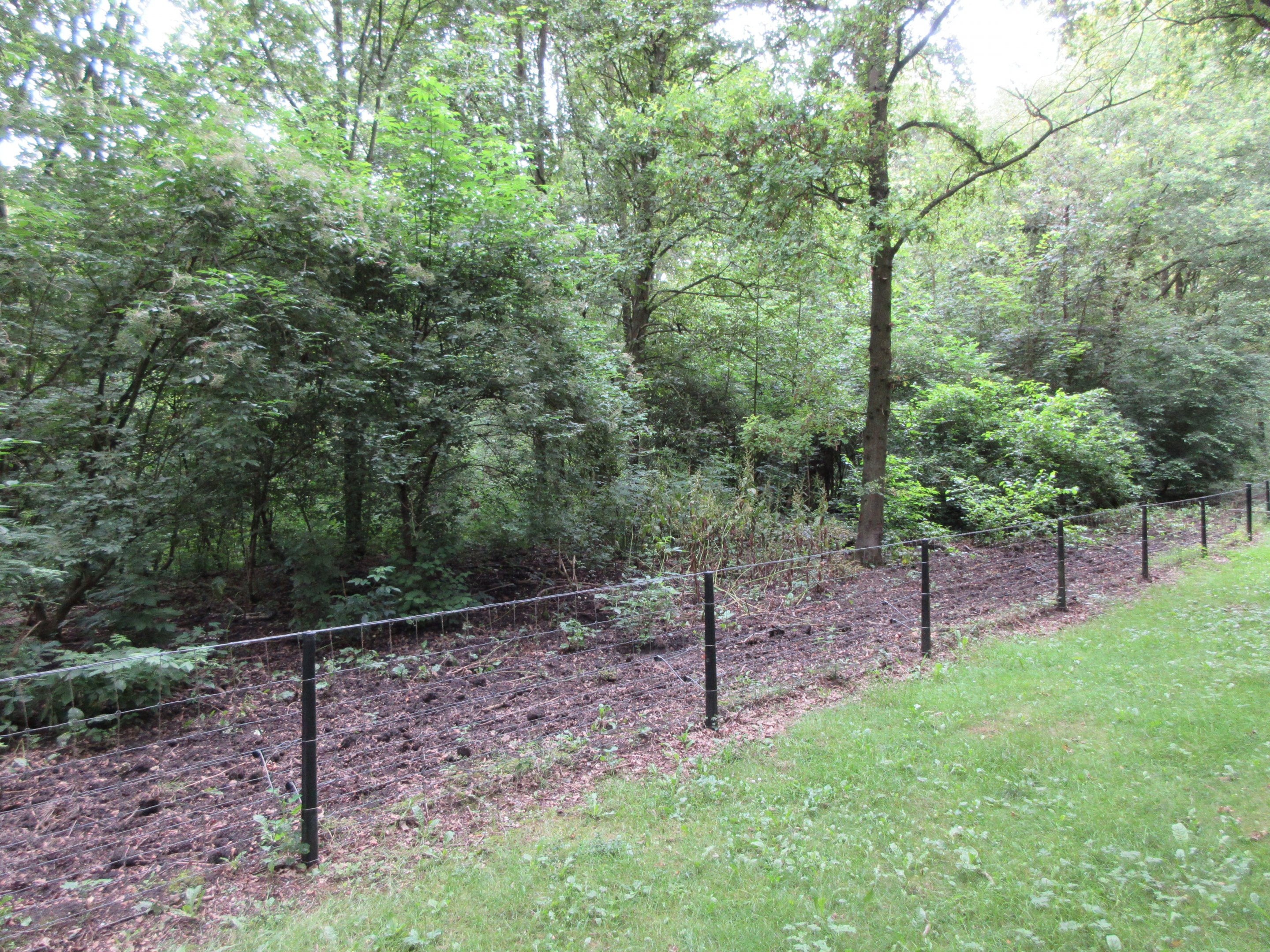 Multi-Acre European Wild Boar Exhibit