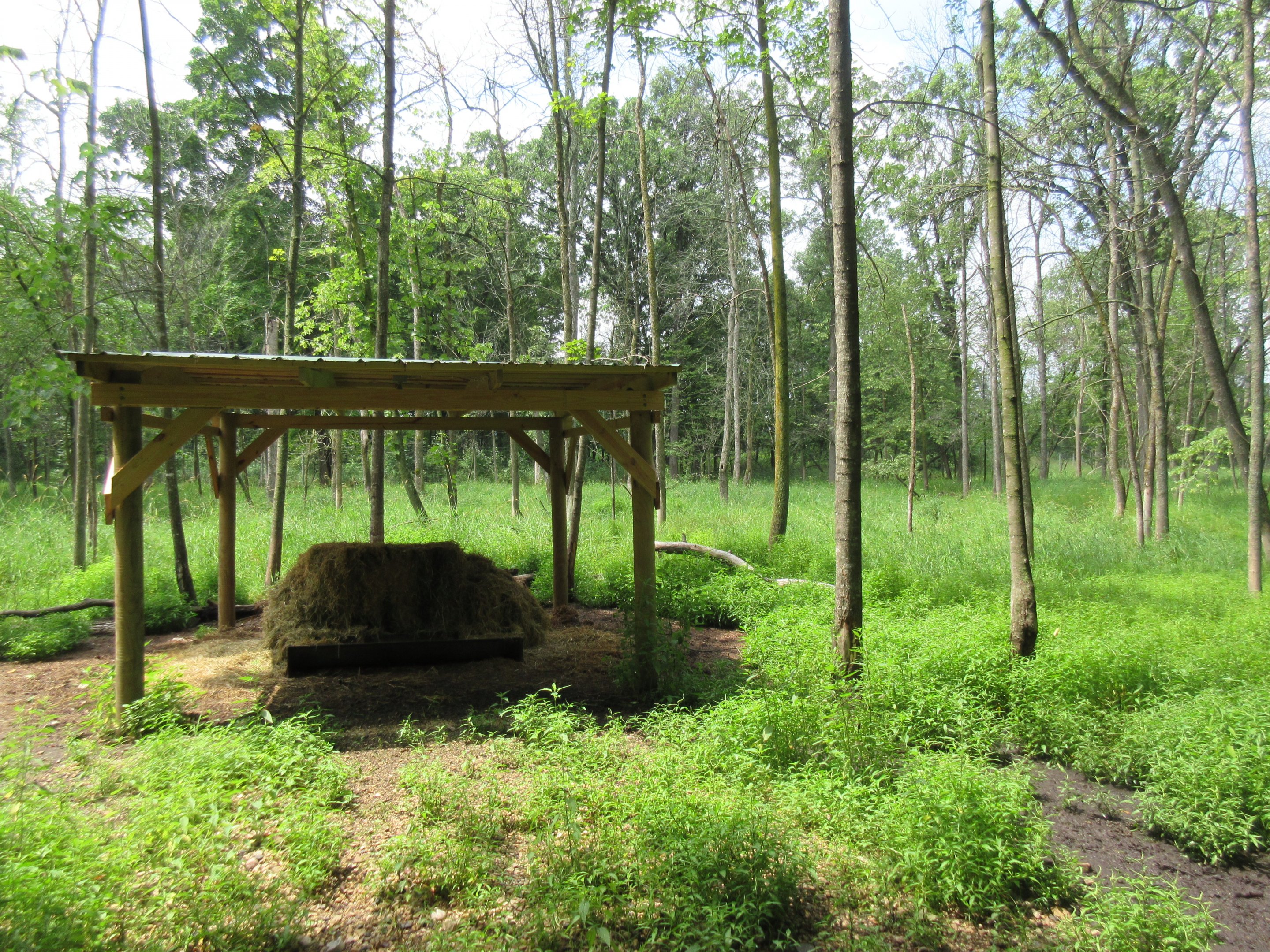 Multi-acre Fallow Deer Exhibit