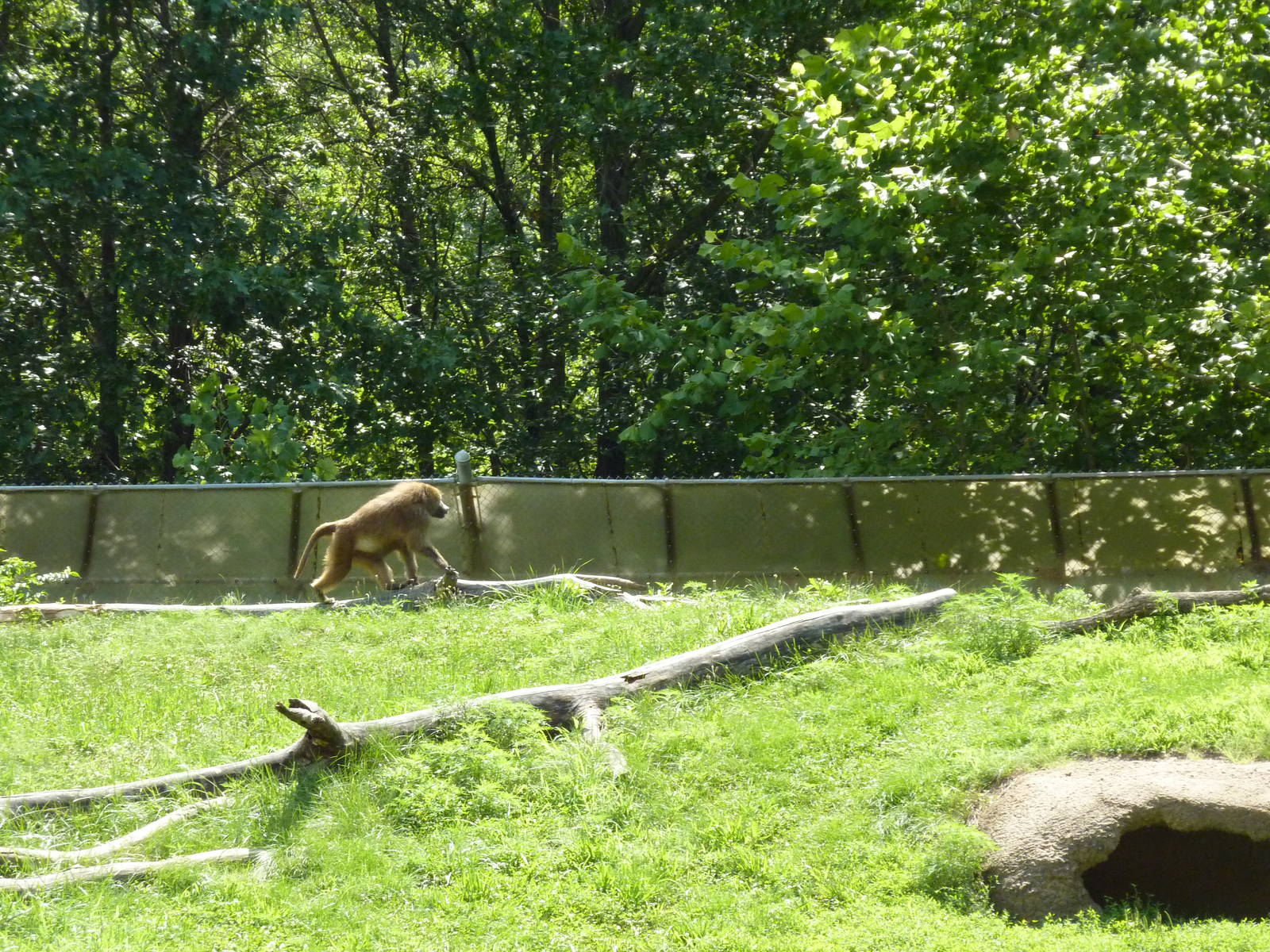 Multi-Acre Guinea Baboon Exhibit
