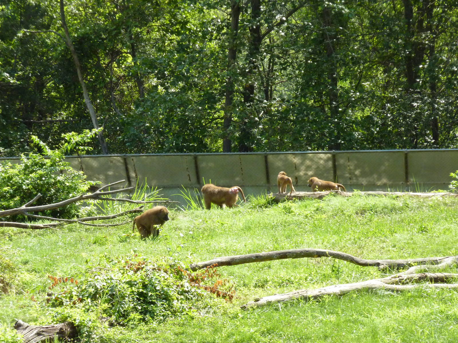 Multi-Acre Guinea Baboon Exhibit