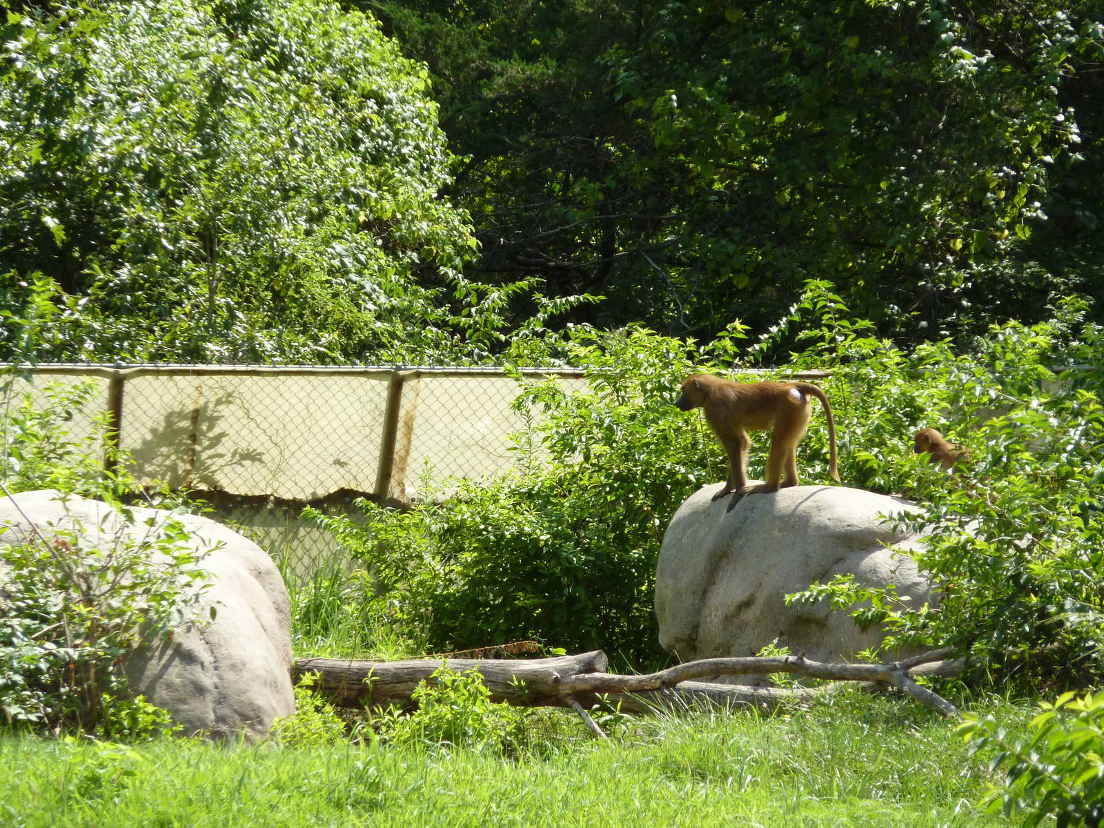 Multi-Acre Guinea Baboon Exhibit