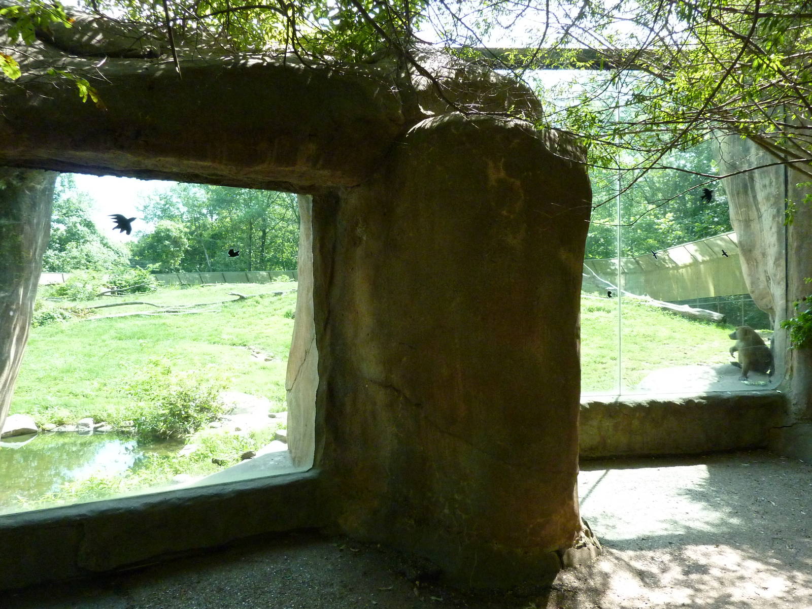 Multi-Acre Guinea Baboon Exhibit