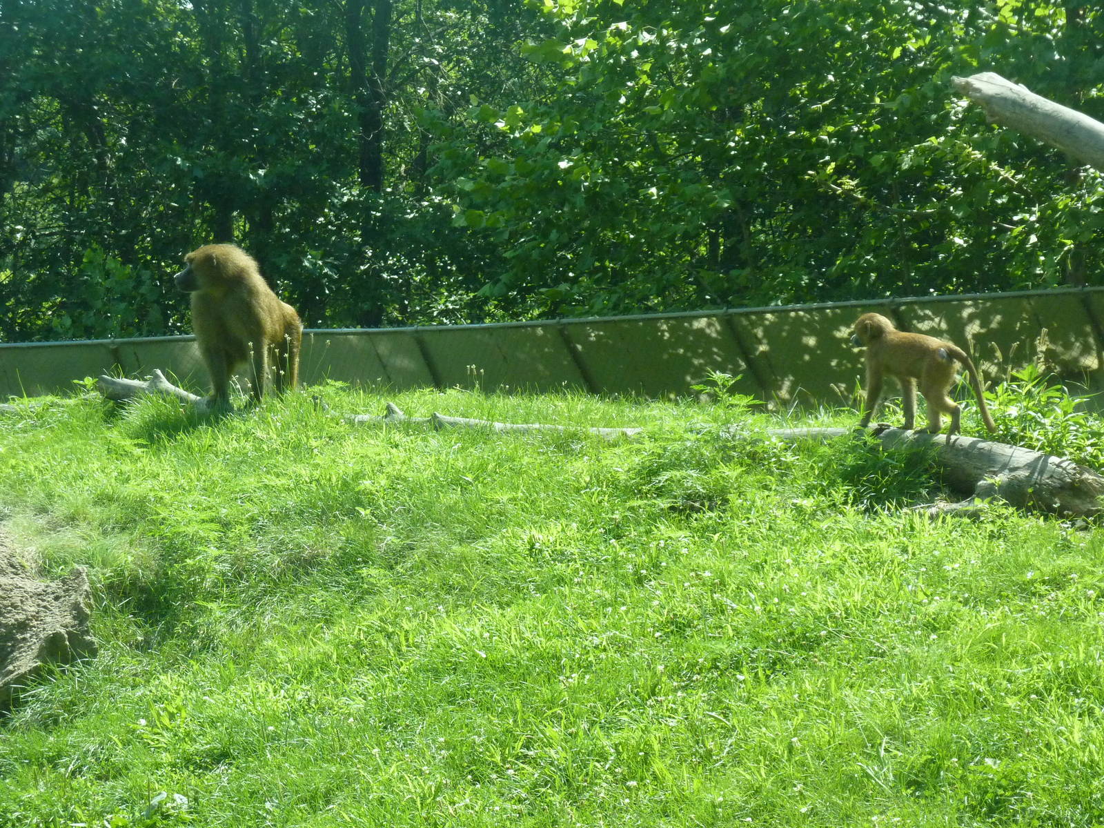 Multi-Acre Guinea Baboon Exhibit