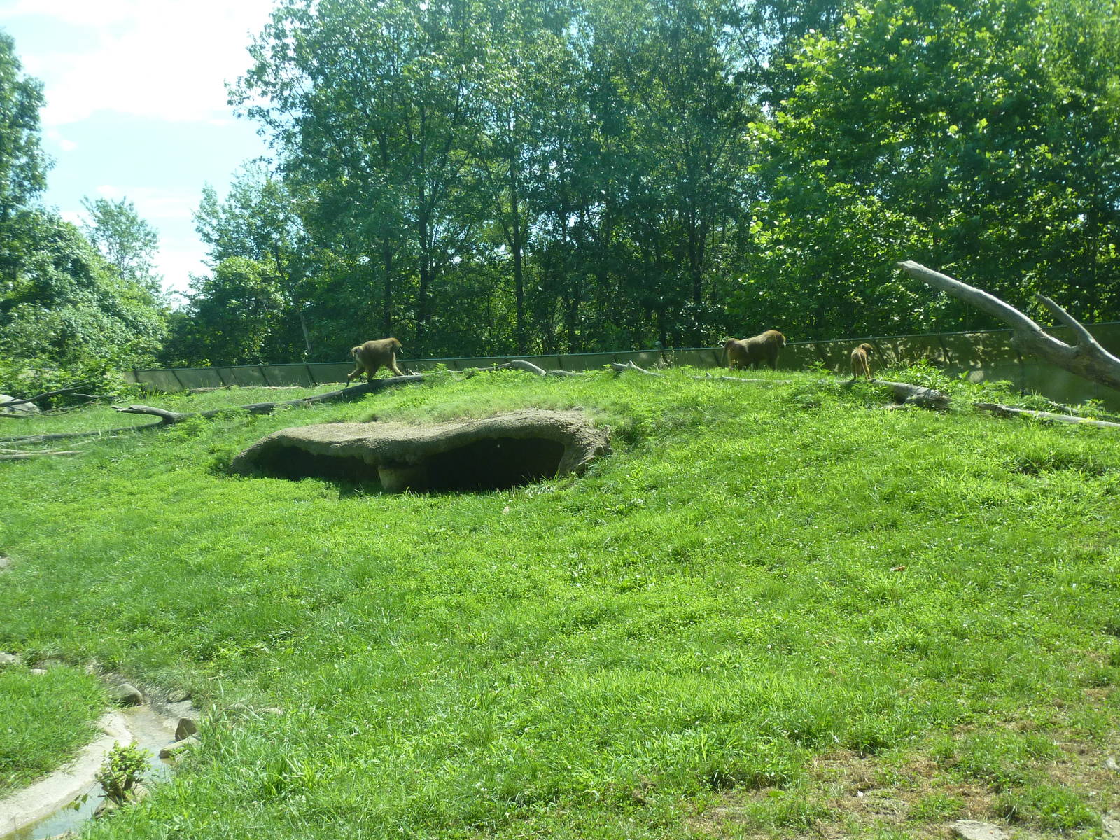 Multi-Acre Guinea Baboon Exhibit