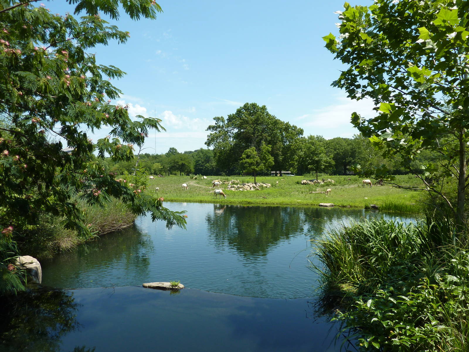 Multi-Acre Hoofstock Savanna