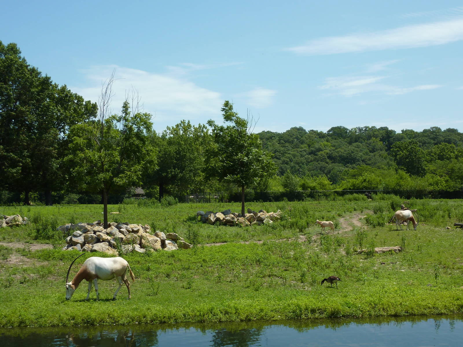 Multi-Acre Hoofstock Savanna