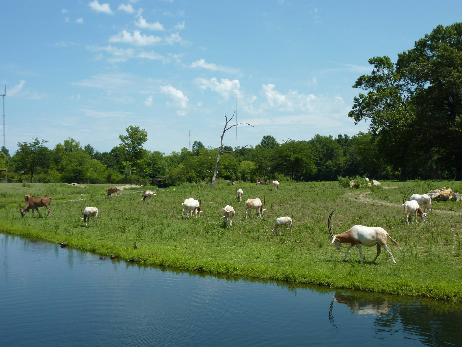 Multi-Acre Hoofstock Savanna