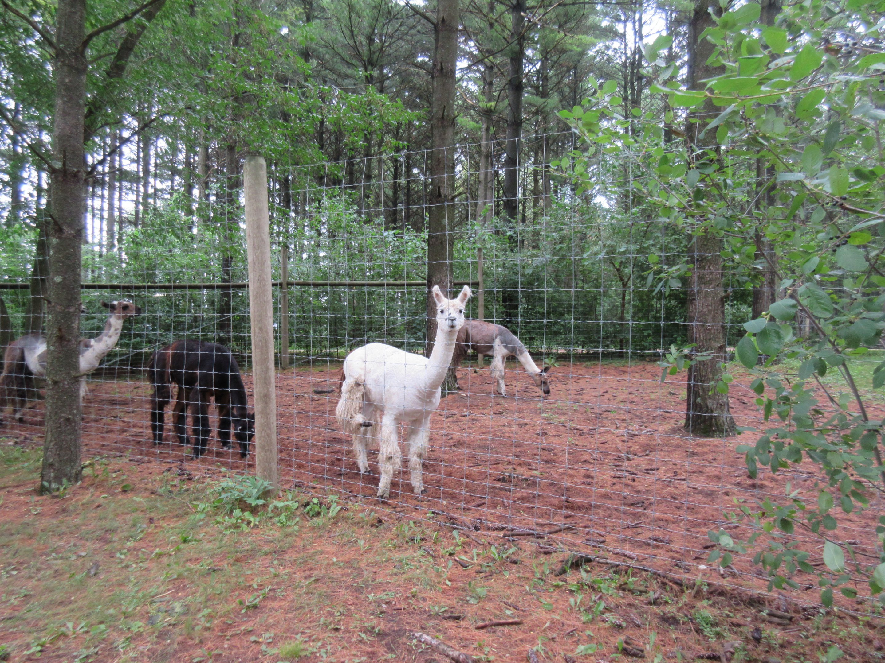 Multi-acre Llama Exhibit