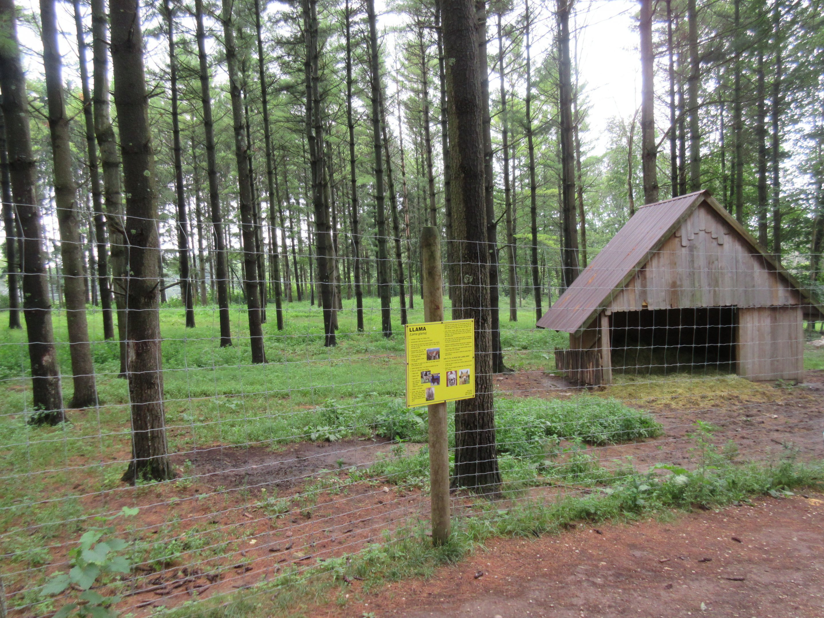 Multi-acre Llama Exhibit