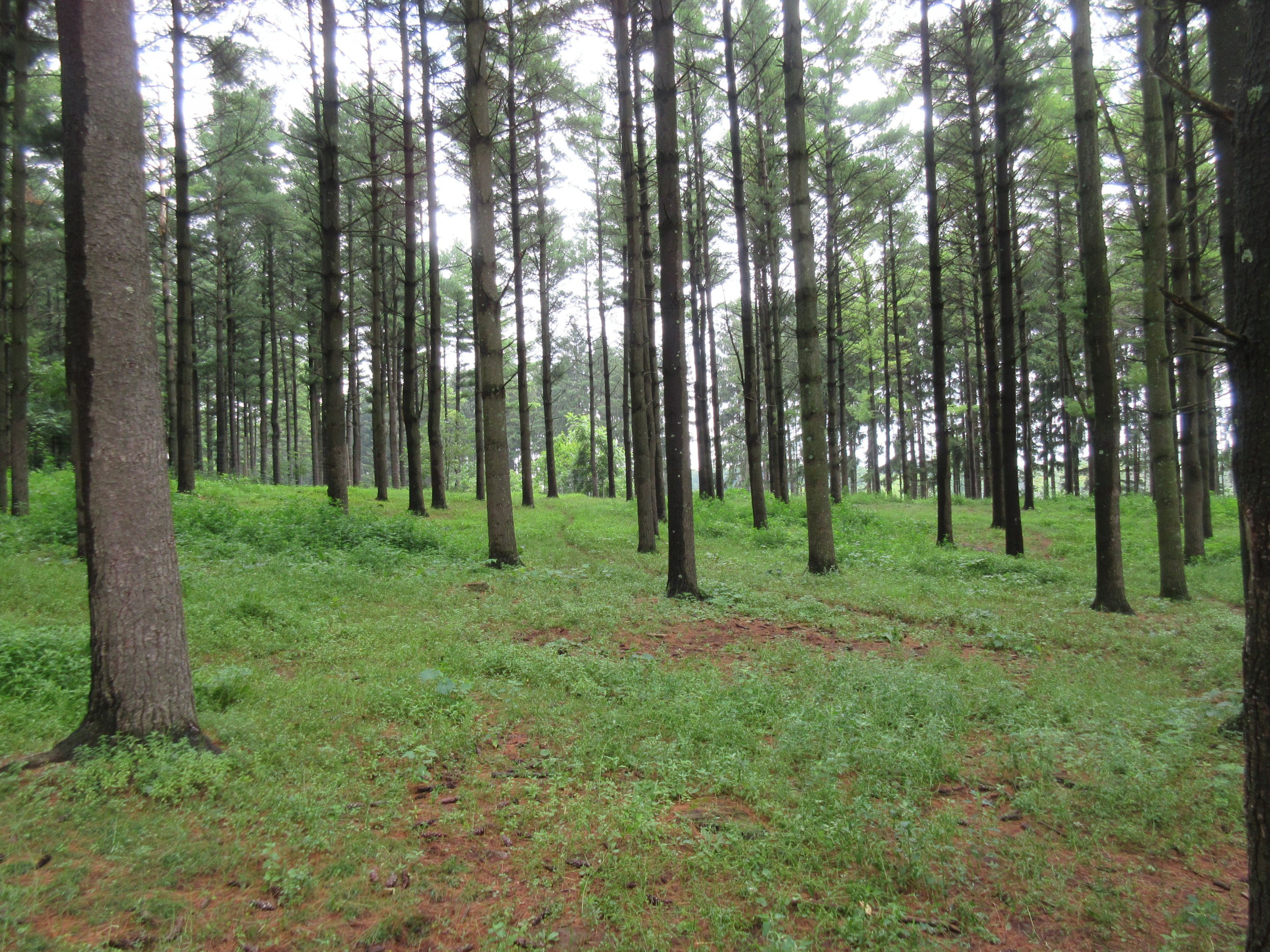 Multi-acre Llama Exhibit