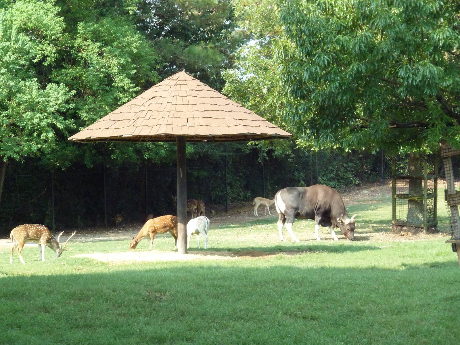 Multi-Acre Sika Deer/Axis Deer/Fallow Deer/Banteng/Muntjac/Sarus Crane Exhi