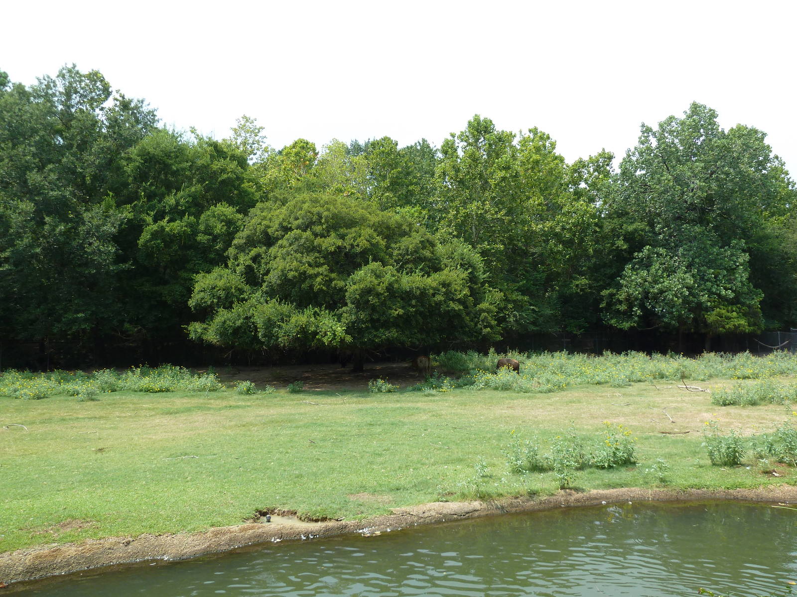 Multi-Acre Texas Longhorn/White-Tailed Deer/Bison/Sandhill Crane Exhibit