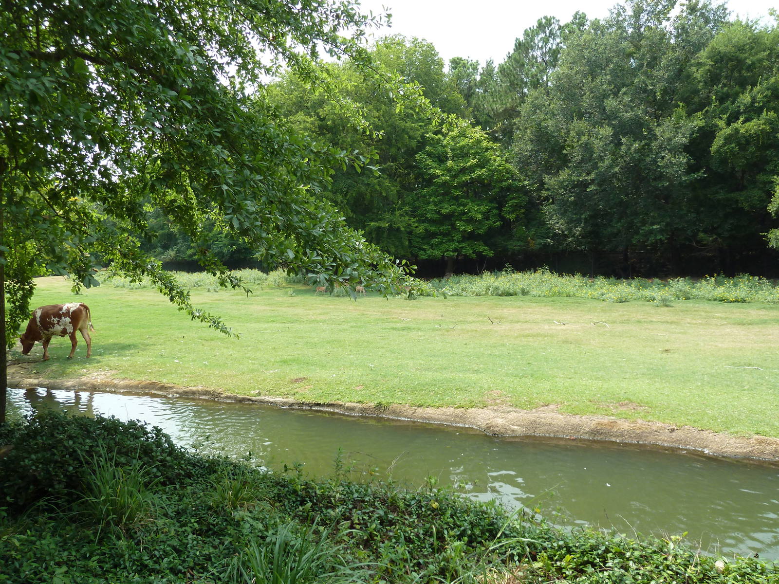 Multi-Acre Texas Longhorn/White-Tailed Deer/Bison/Sandhill Crane Exhibit