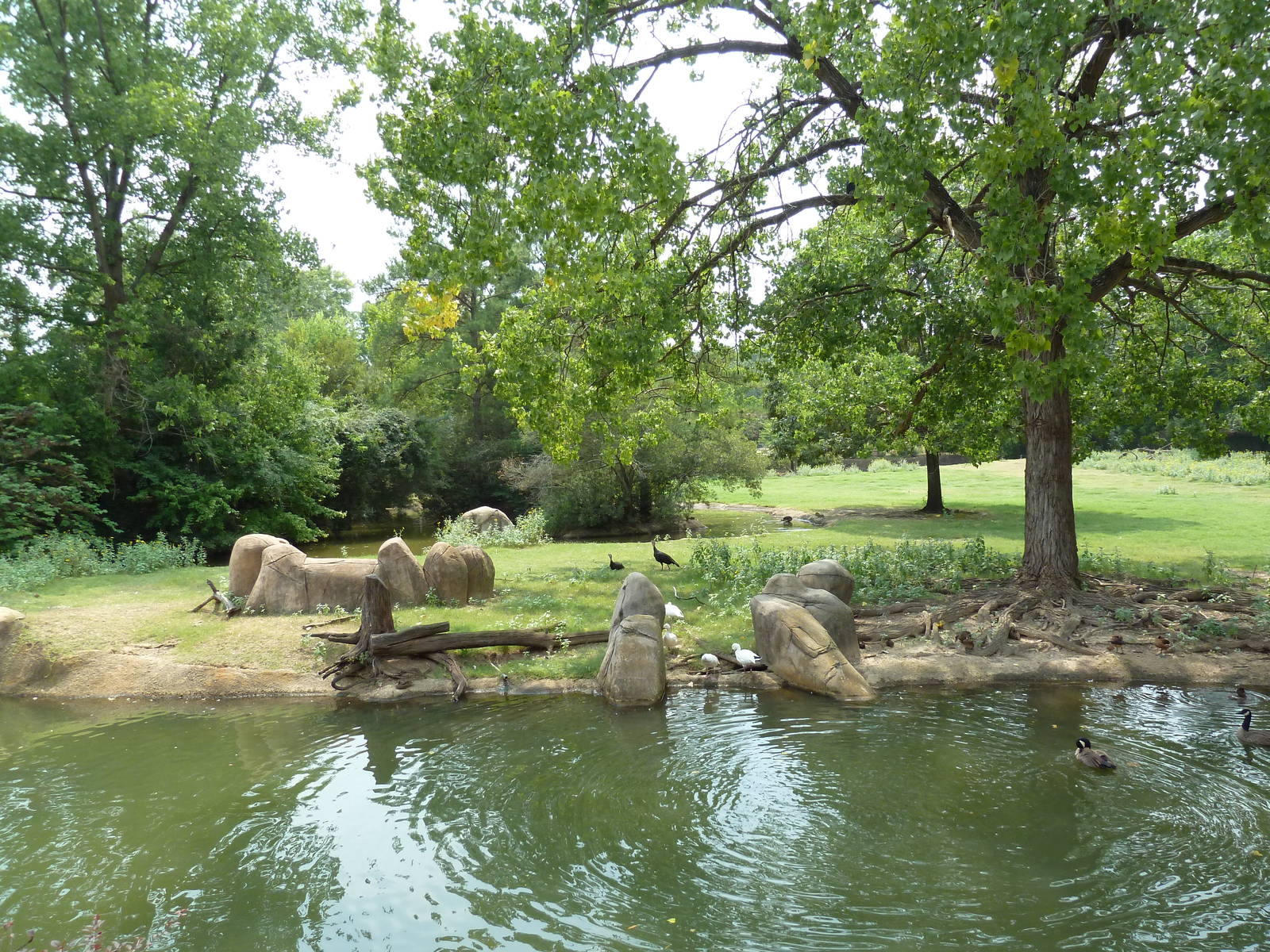 Multi-Acre Texas Longhorn/White-Tailed Deer/Bison/Sandhill Crane Exhibit