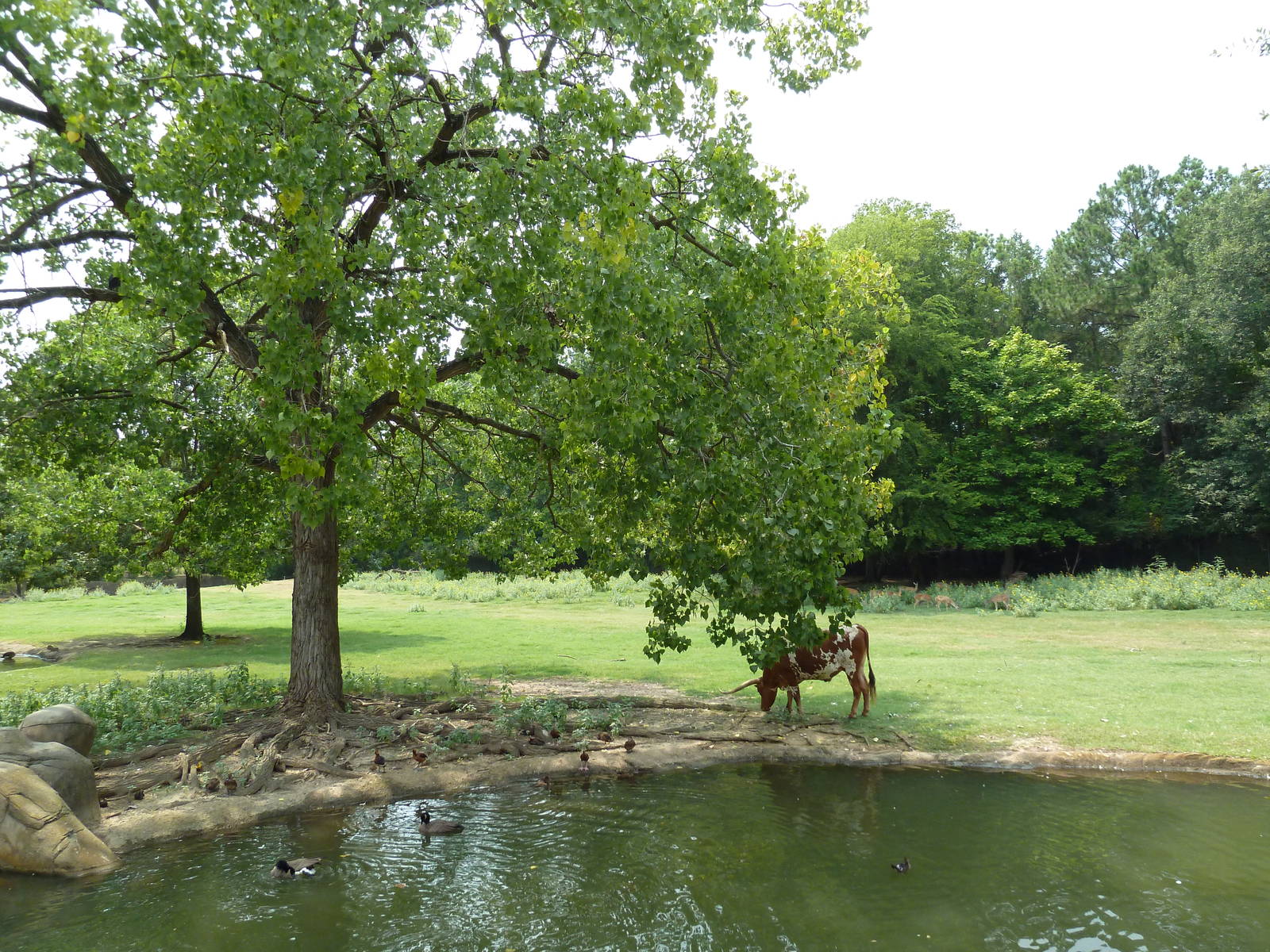 Multi-Acre Texas Longhorn/White-Tailed Deer/Bison/Sandhill Crane Exhibit