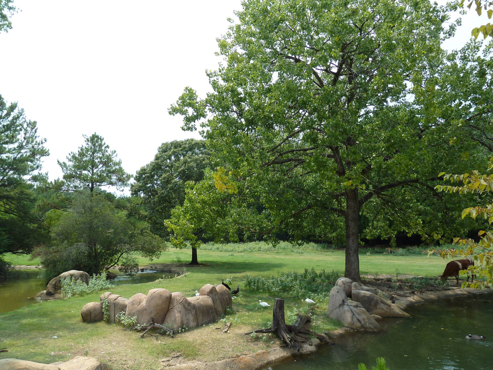 Multi-Acre Texas Longhorn/White-Tailed Deer/Bison/Sandhill Crane Exhibit