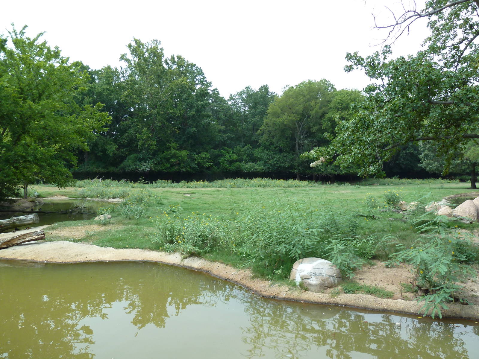 Multi-Acre Texas Longhorn/White-Tailed Deer/Bison/Sandhill Crane Exhibit