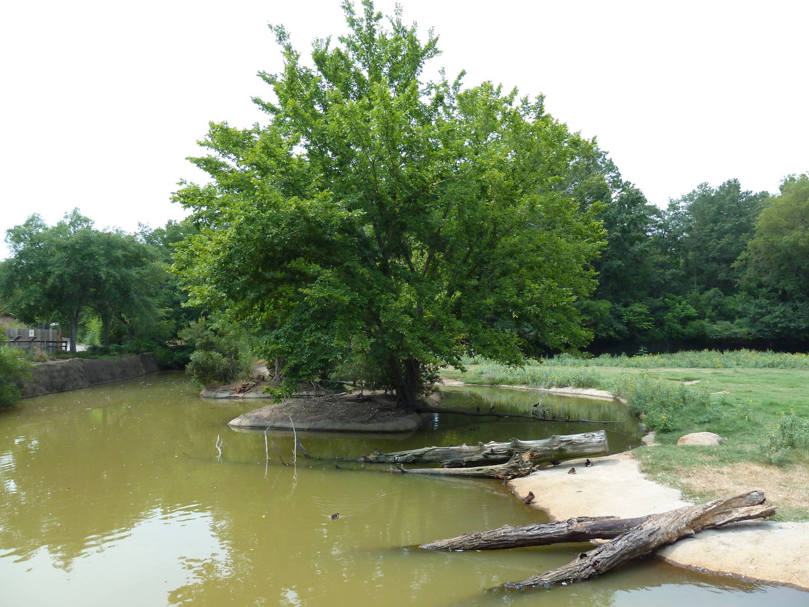 Multi-Acre Texas Longhorn/White-Tailed Deer/Bison/Sandhill Crane Exhibit