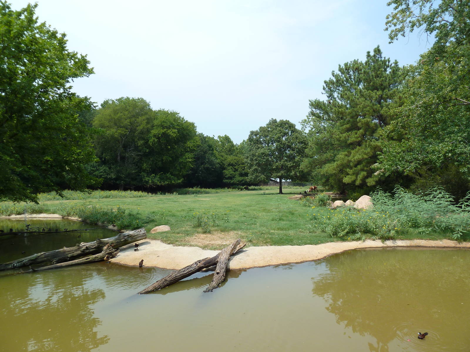 Multi-Acre Texas Longhorn/White-Tailed Deer/Bison/Sandhill Crane Exhibit