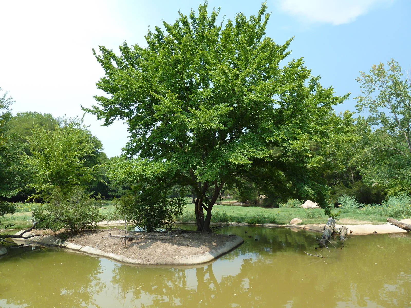 Multi-Acre Texas Longhorn/White-Tailed Deer/Bison/Sandhill Crane Exhibit
