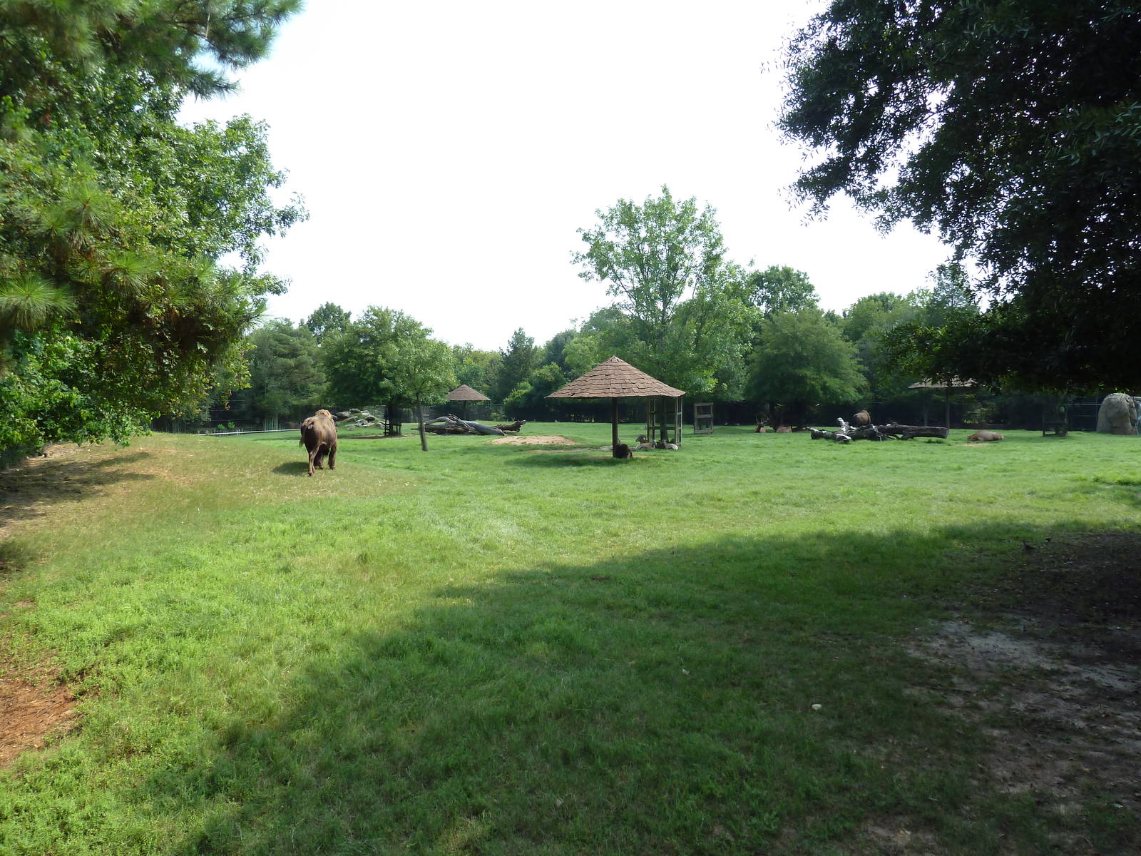 Multi-Acre White-Tailed Deer/Bison/Bighorn Sheep/Elk/Wild Turkey Exhibit