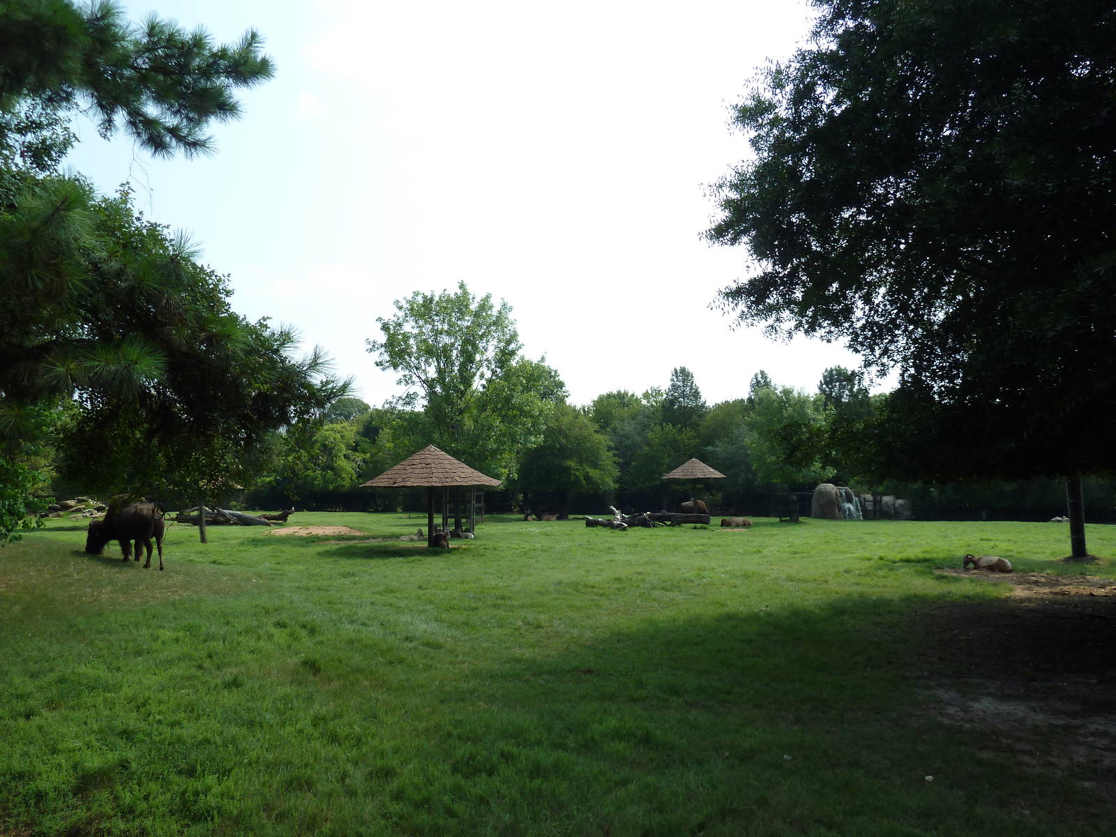 Multi-Acre White-Tailed Deer/Bison/Bighorn Sheep/Elk/Wild Turkey Exhibit