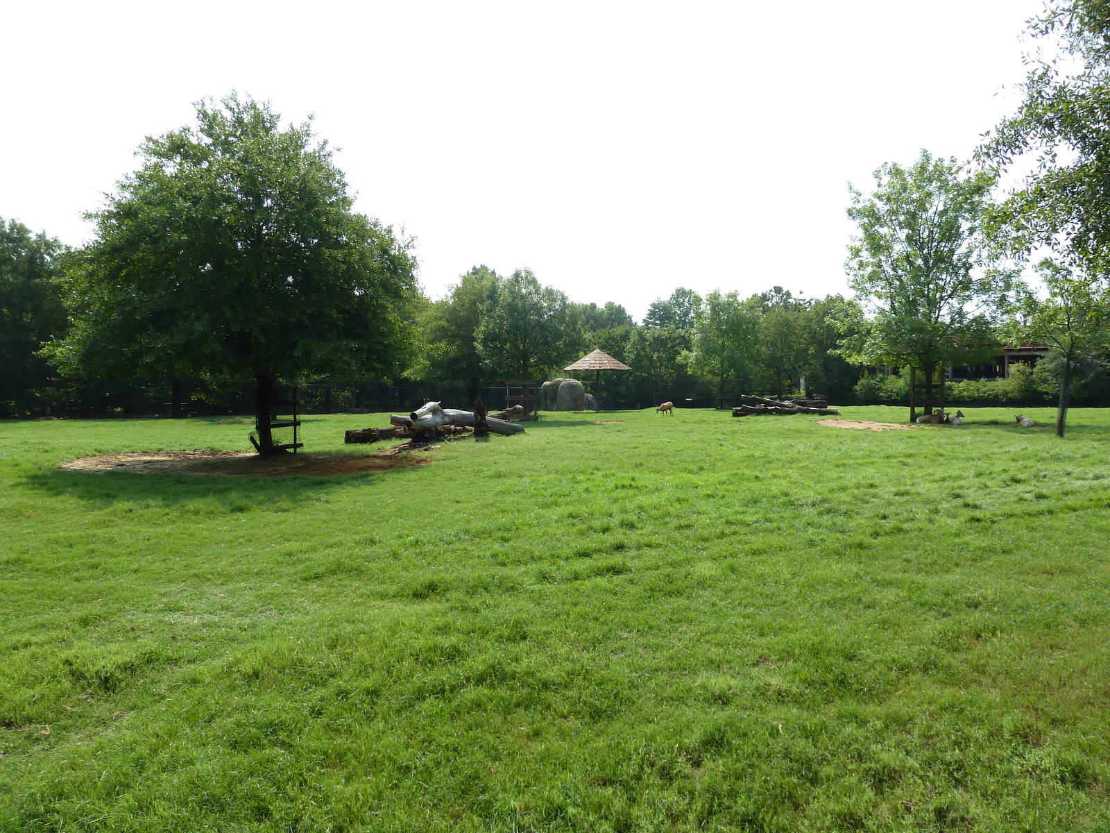 Multi-Acre White-Tailed Deer/Bison/Bighorn Sheep/Elk/Wild Turkey Exhibit