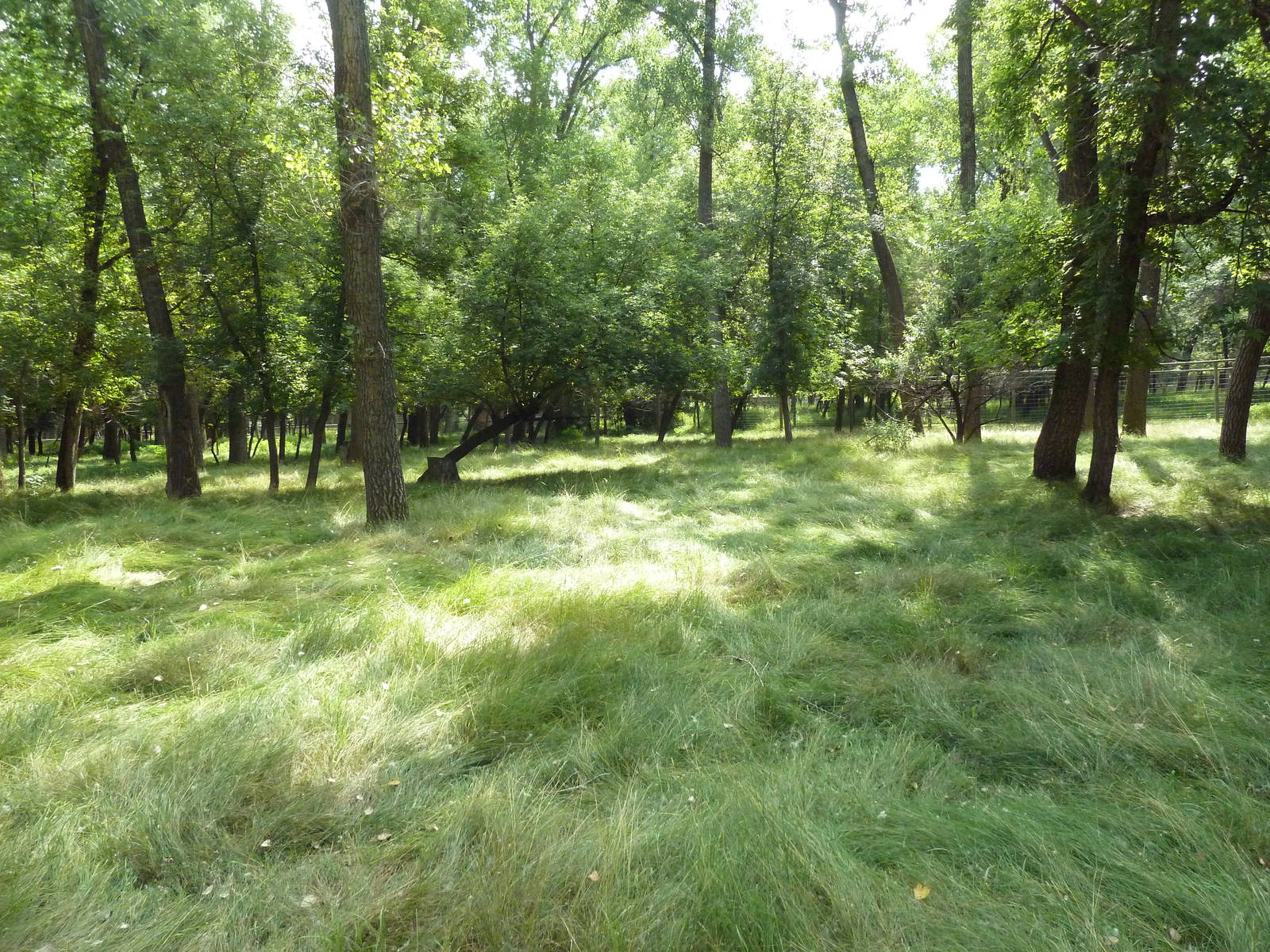 Multi-Acre White-Tailed Deer/Mule Deer Exhibit