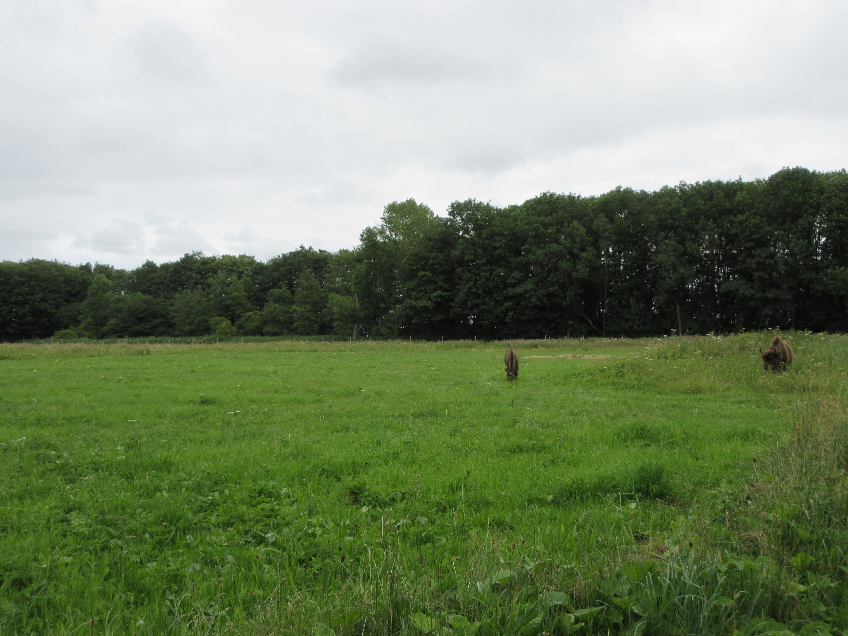 Multi-Acre Wisent Paddock