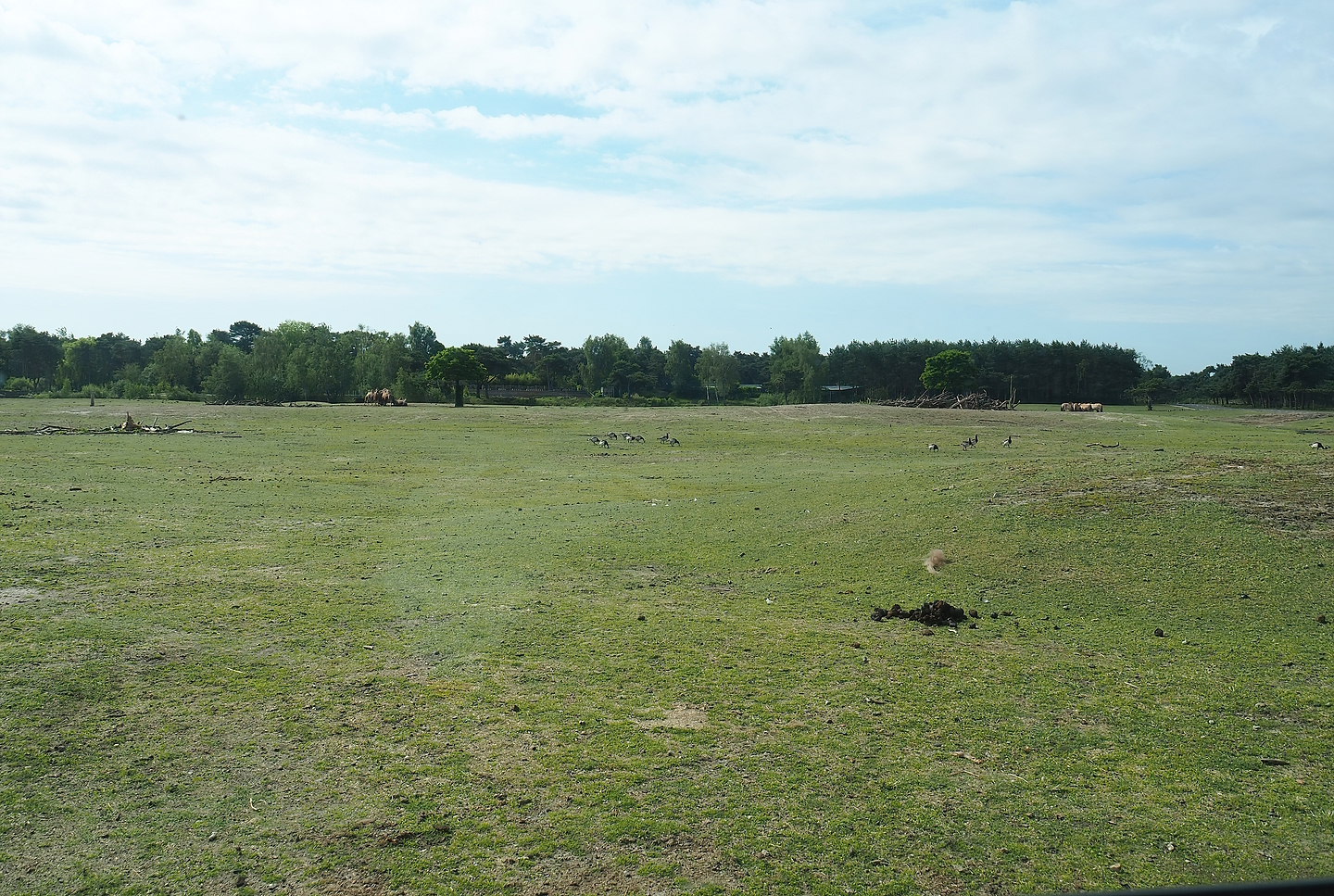Multi-hectare mixed Asian paddock - Plains section, 2022-06-12