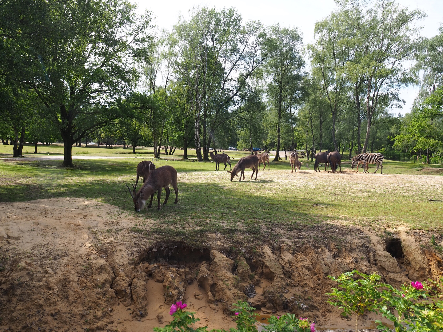 Multi-hectare mixed savanna exhibit seen from the walking safari, 2022-06-12