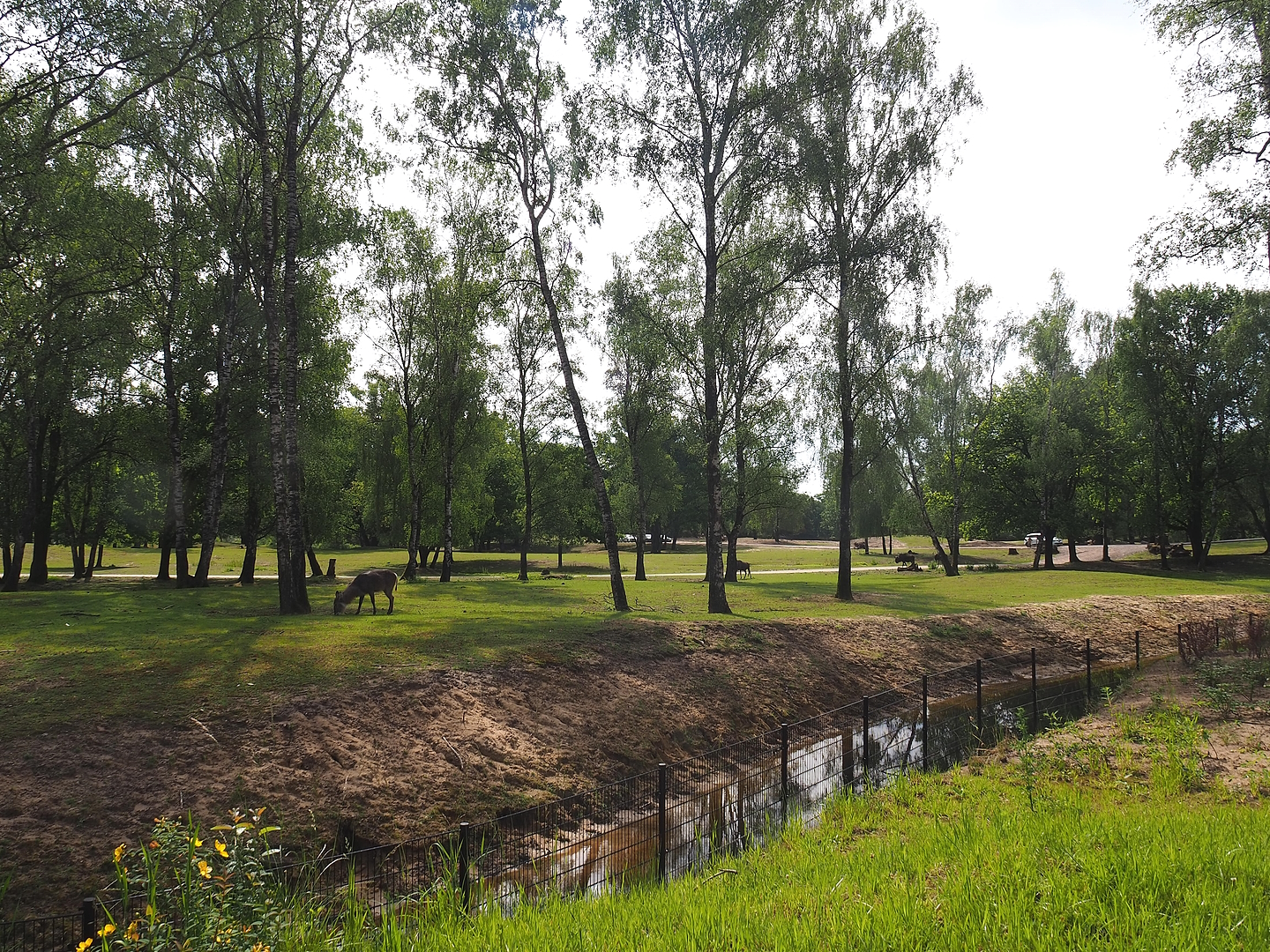 Multi-hectare mixed savanna exhibit seen from the walking safari, 2022-06-12