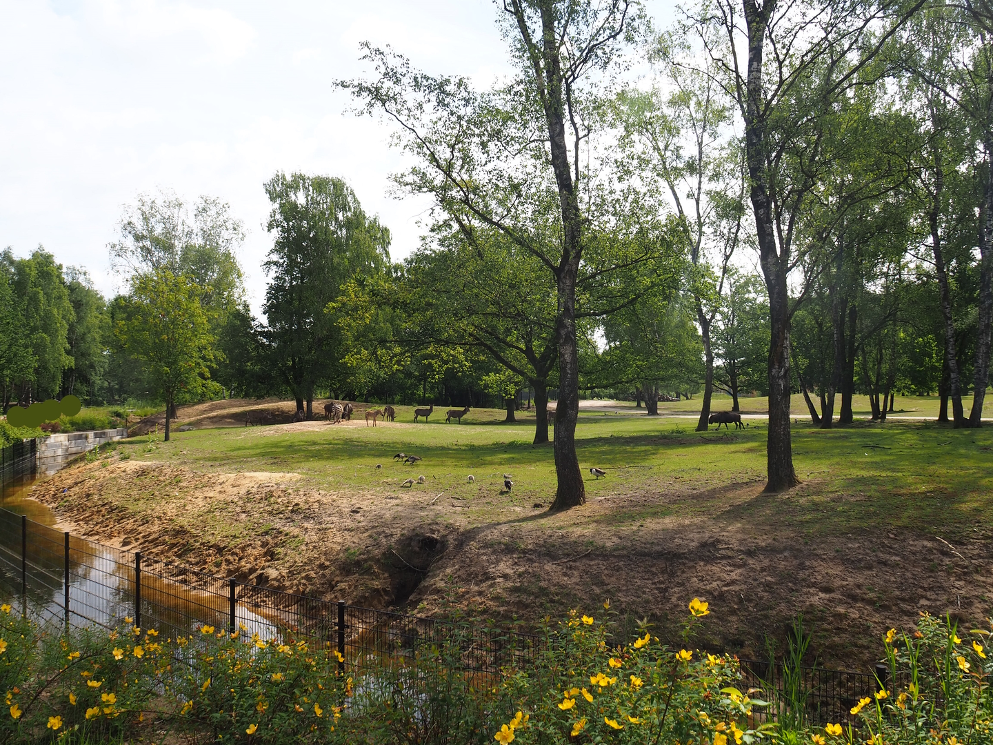 Multi-hectare mixed savanna exhibit seen from the walking safari, 2022-06-12