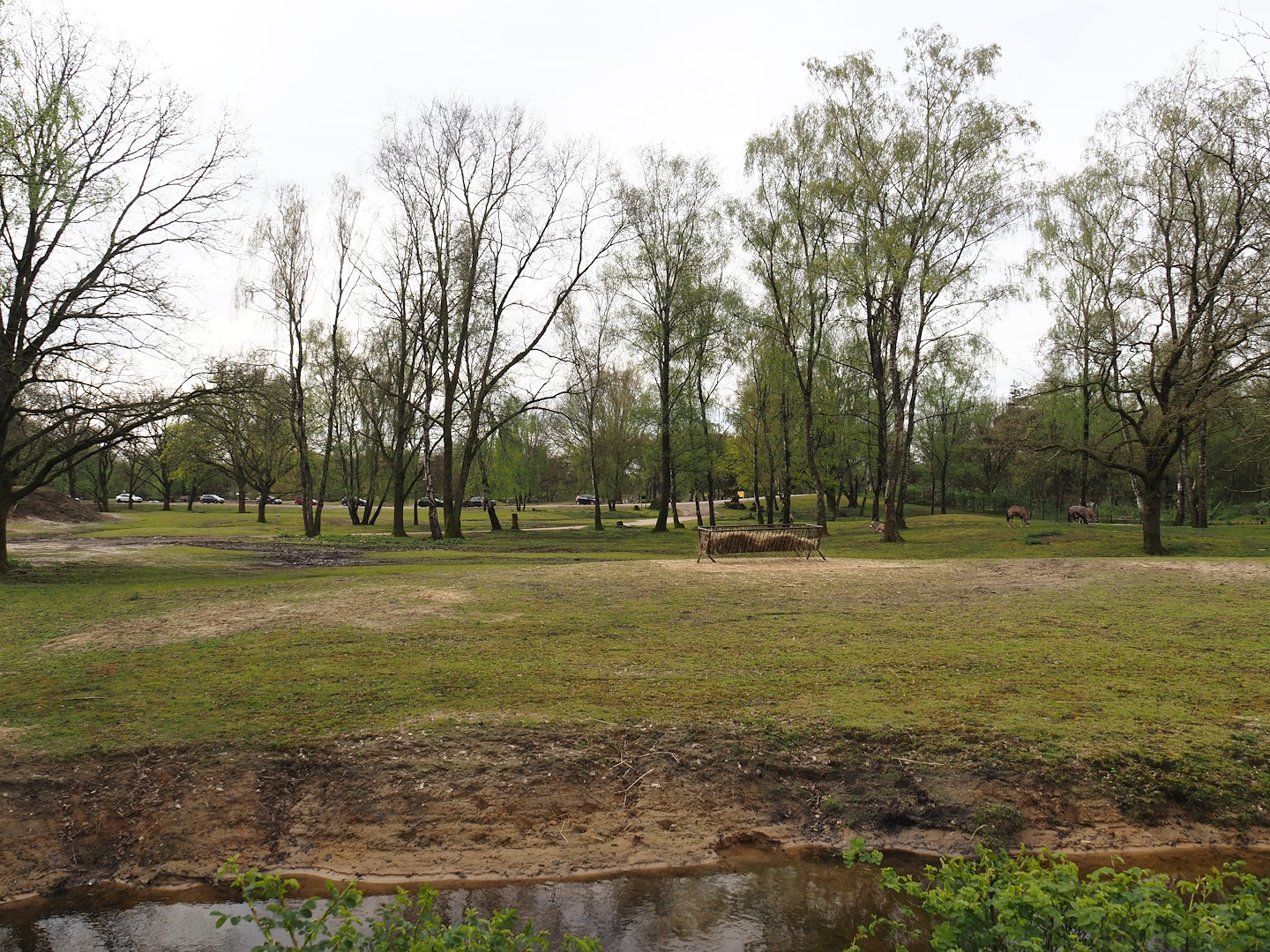 Multi-hectare mixed savanna exhibit seen from the walking safari, 2024-04-06