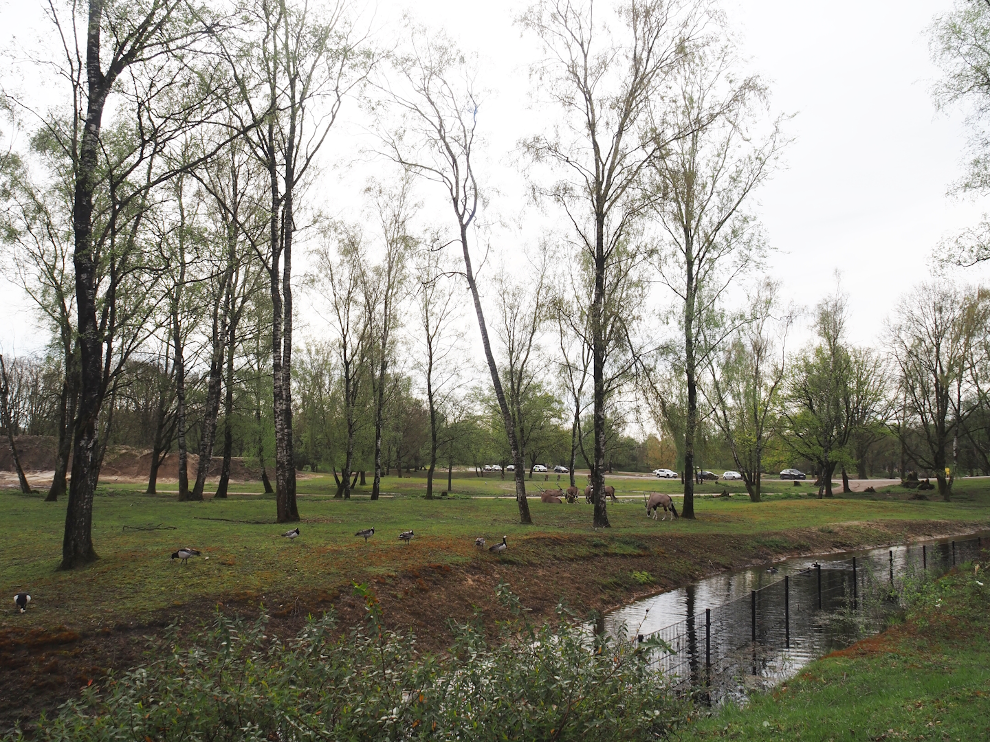 Multi-hectare mixed savanna exhibit seen from the walking safari, 2024-04-06