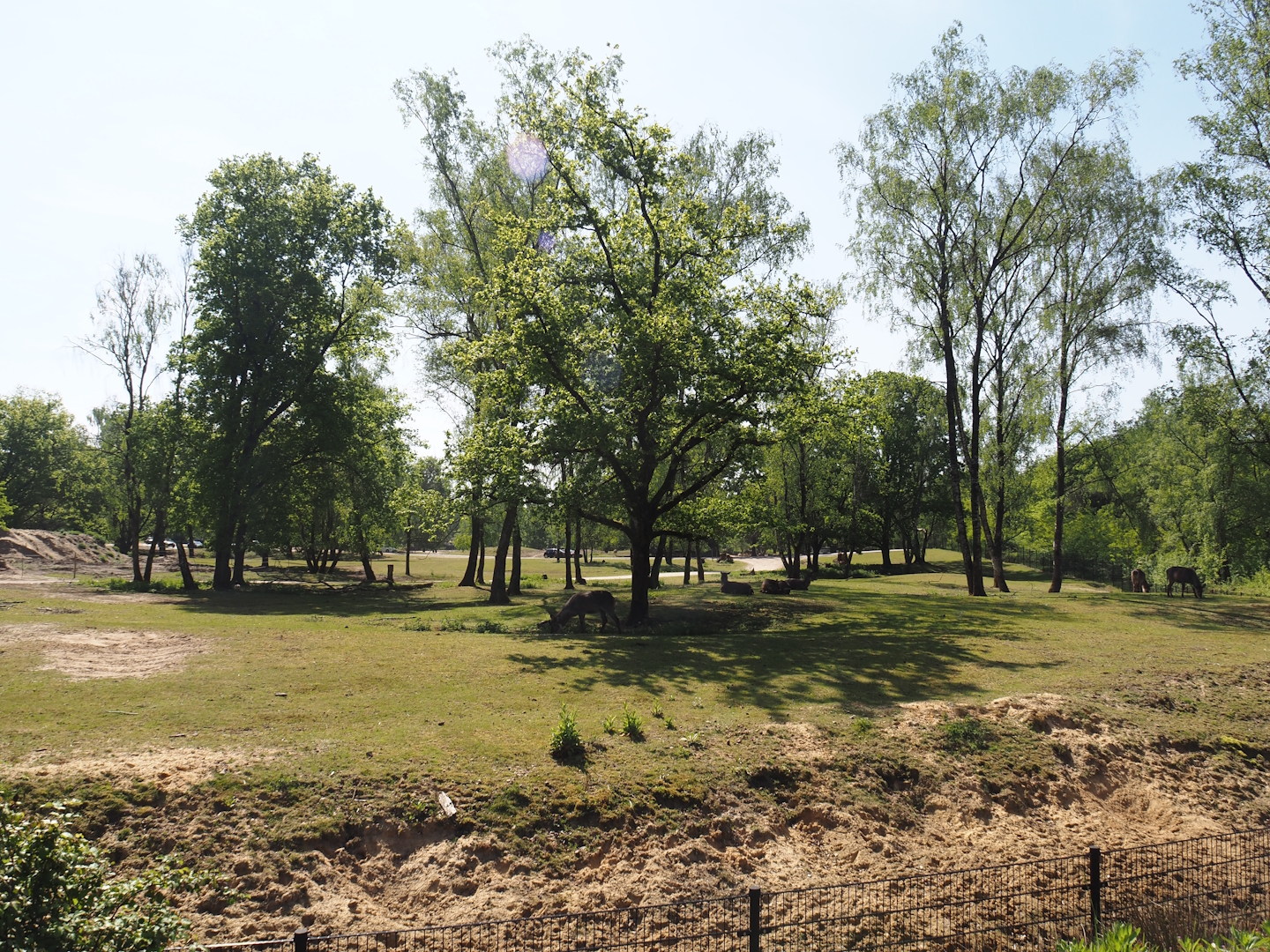 Multi-hectare mixed savanna exhibit, seen from the walking safari, 2025-04-30
