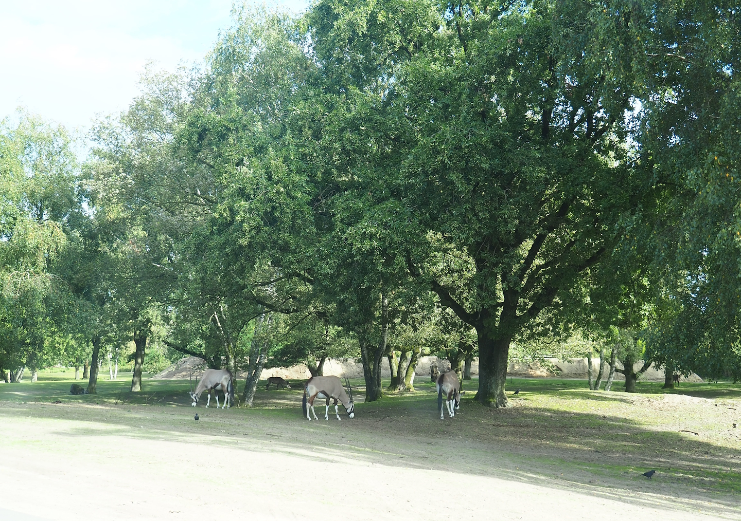 Multi-hectare savanna drive through-exhibit, 2023-08-15