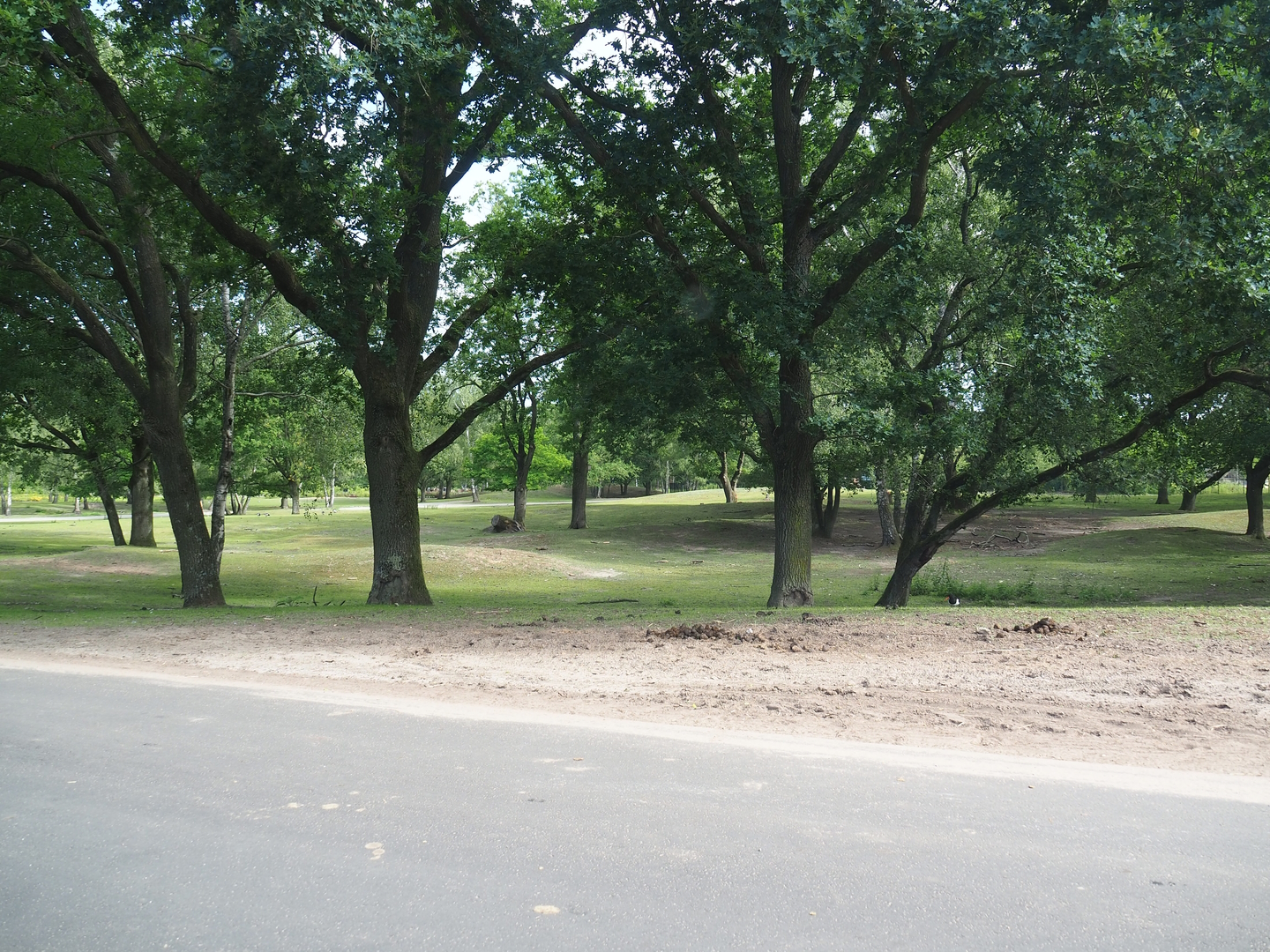 Multi-hectare savanna exhibit seen from car safari, 2022-06-12