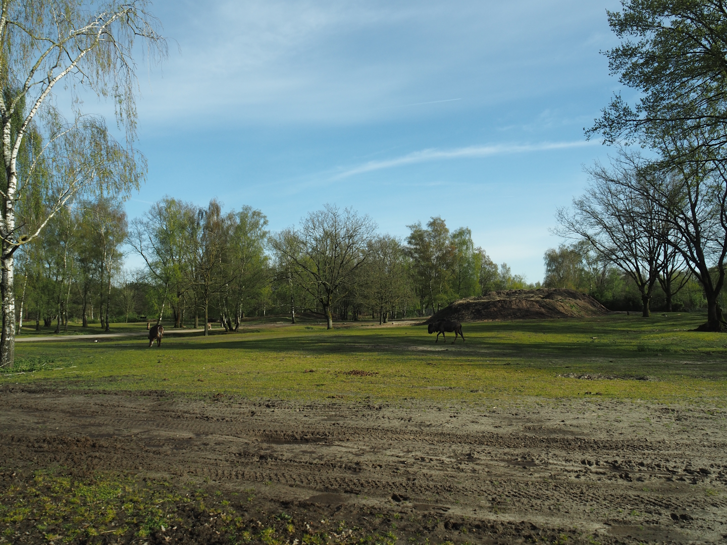 Multi-hectare savanna exhibit seen from car safari, 2024-04-06