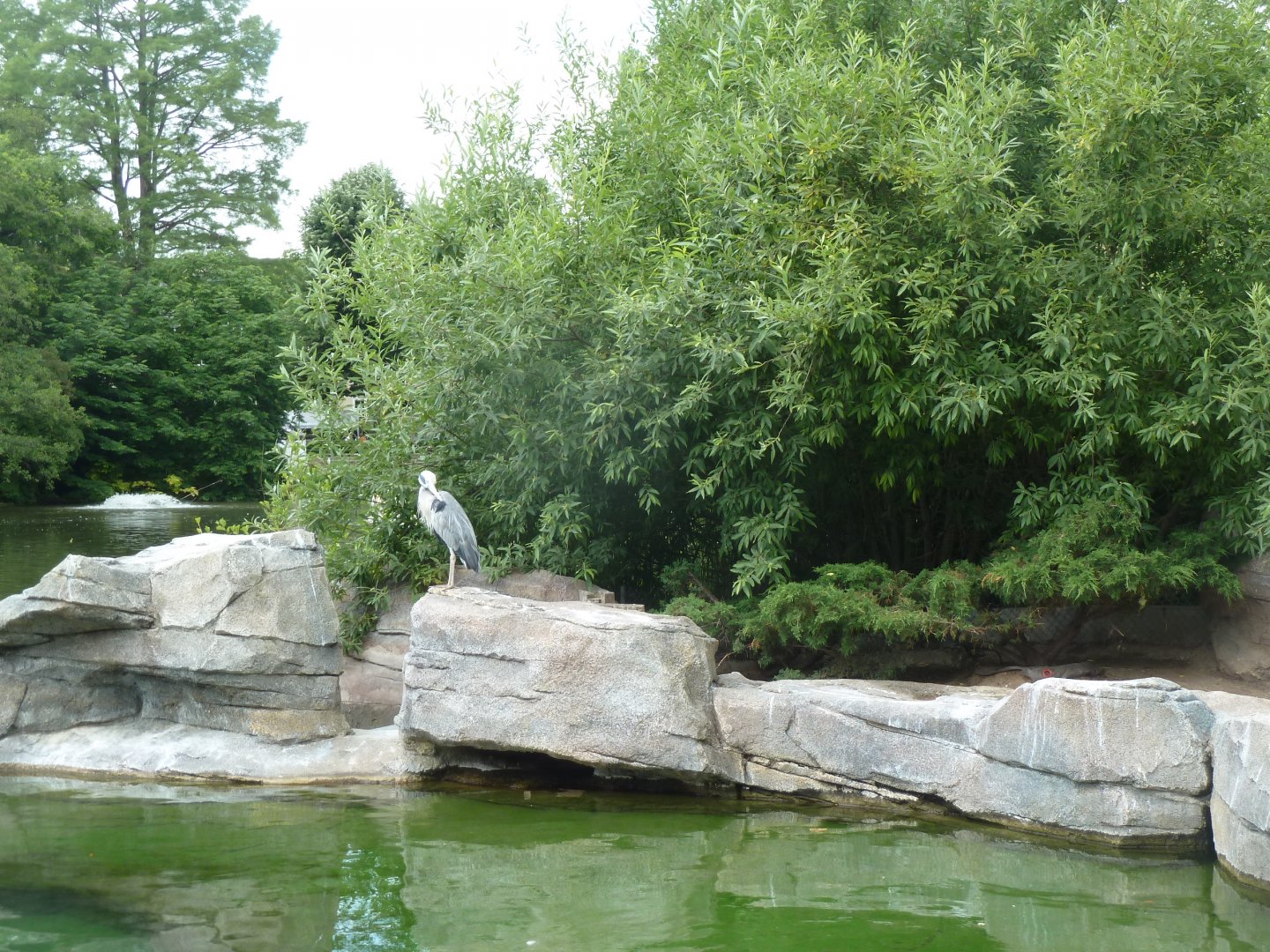 Multi million grey heron exhibit